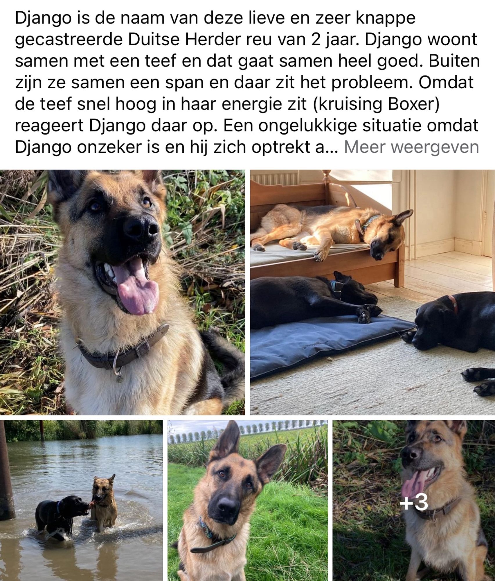 Omschrijving en foto’s van hond Django