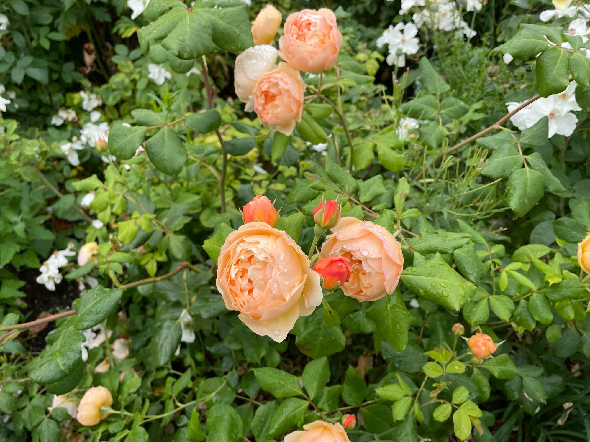 Beautiful apricot roses Hyde Park London.