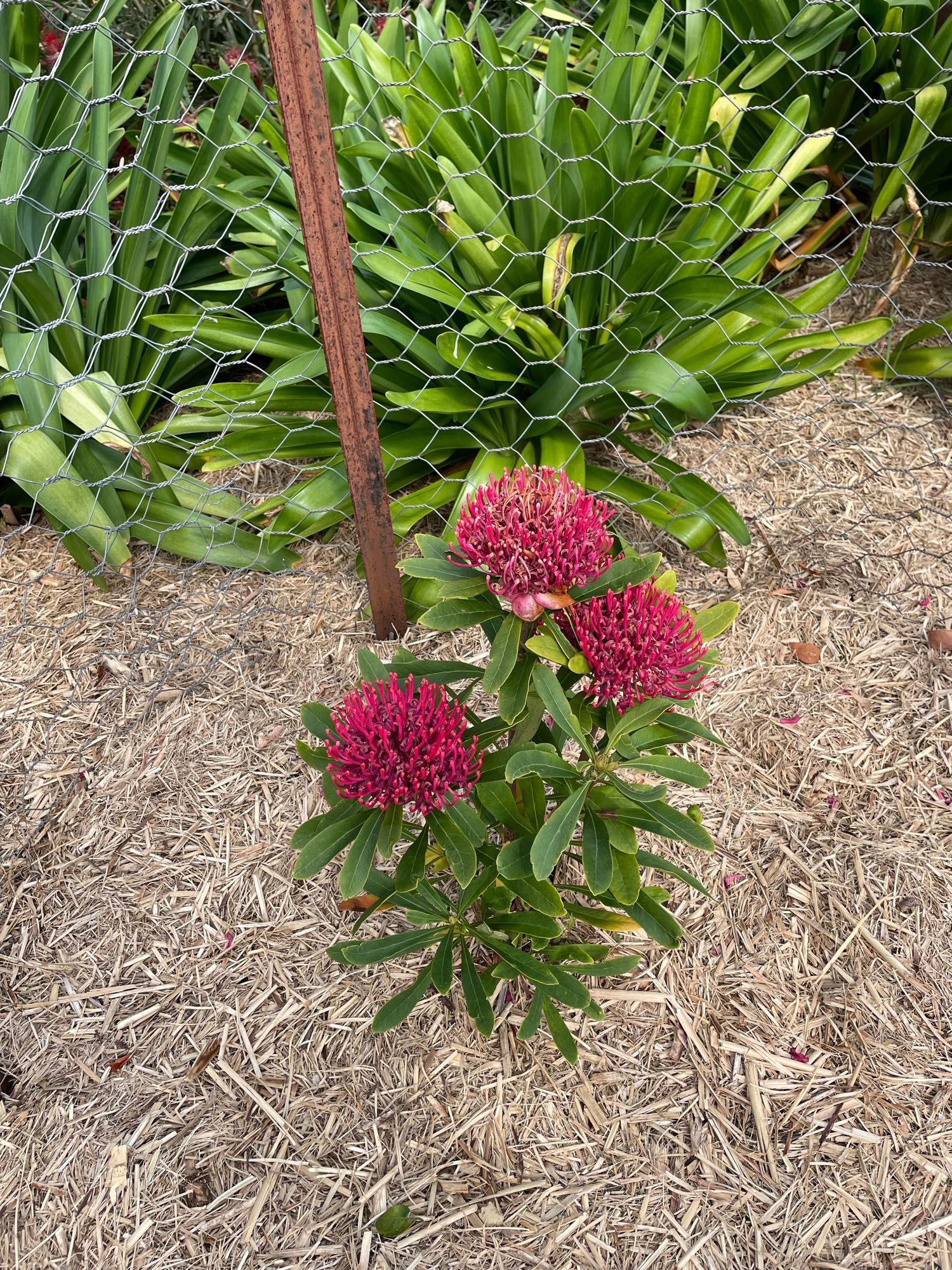 New South Wales Waratah in flower in a garden bed. Surrounded with wire and agapanthus plants behind.