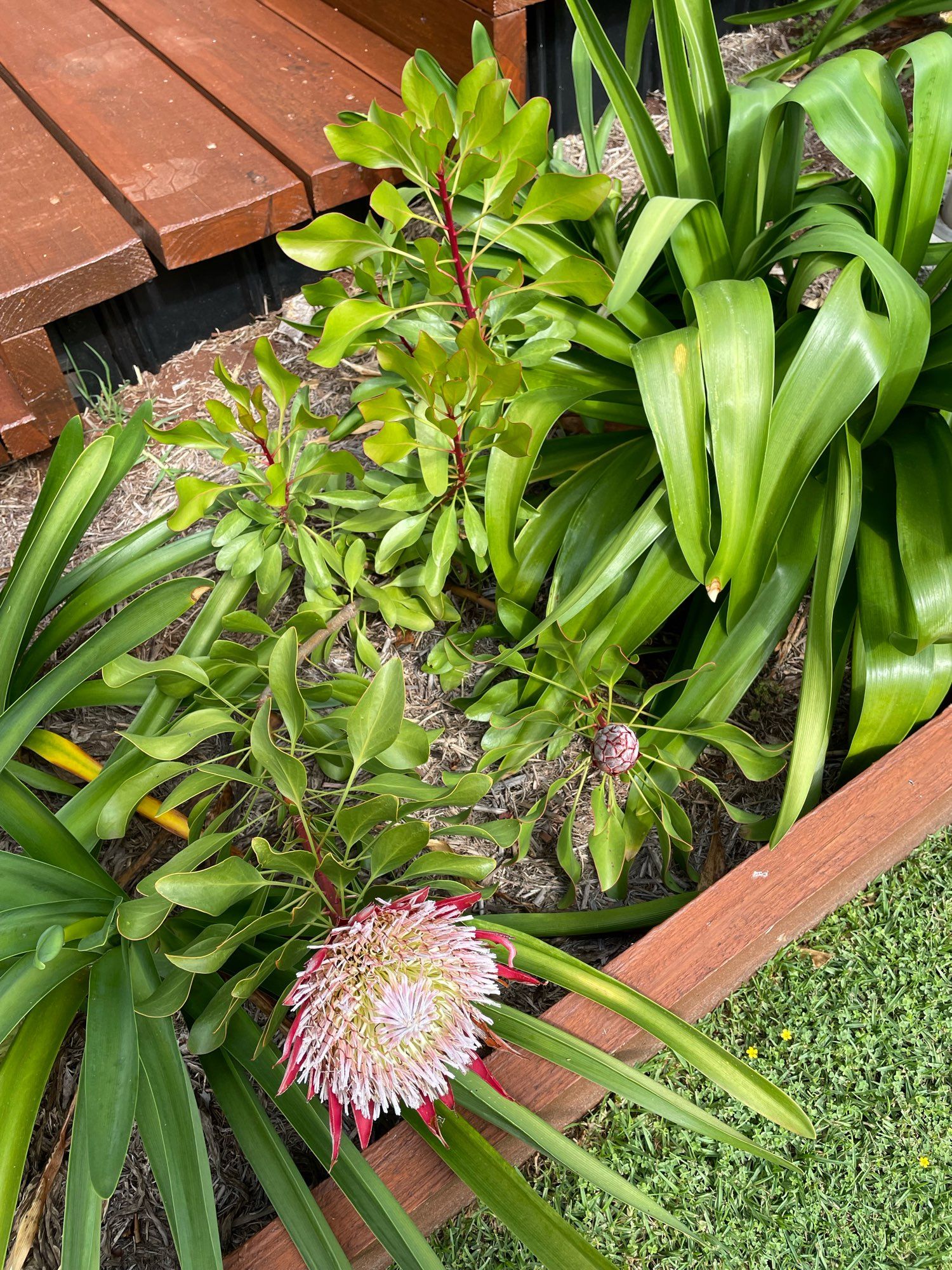 Protea in flower in a garden bed surrounded by agapanthus leaves.