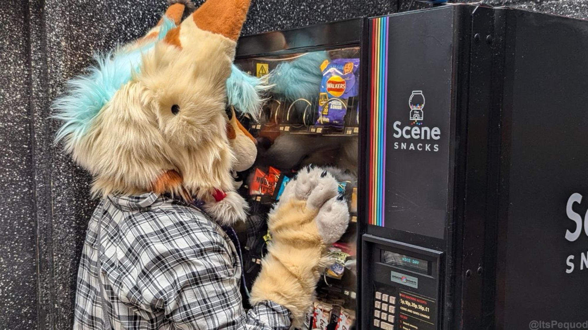 A cat fursuiter pressed against a vending machine looking at a packet of crisps.