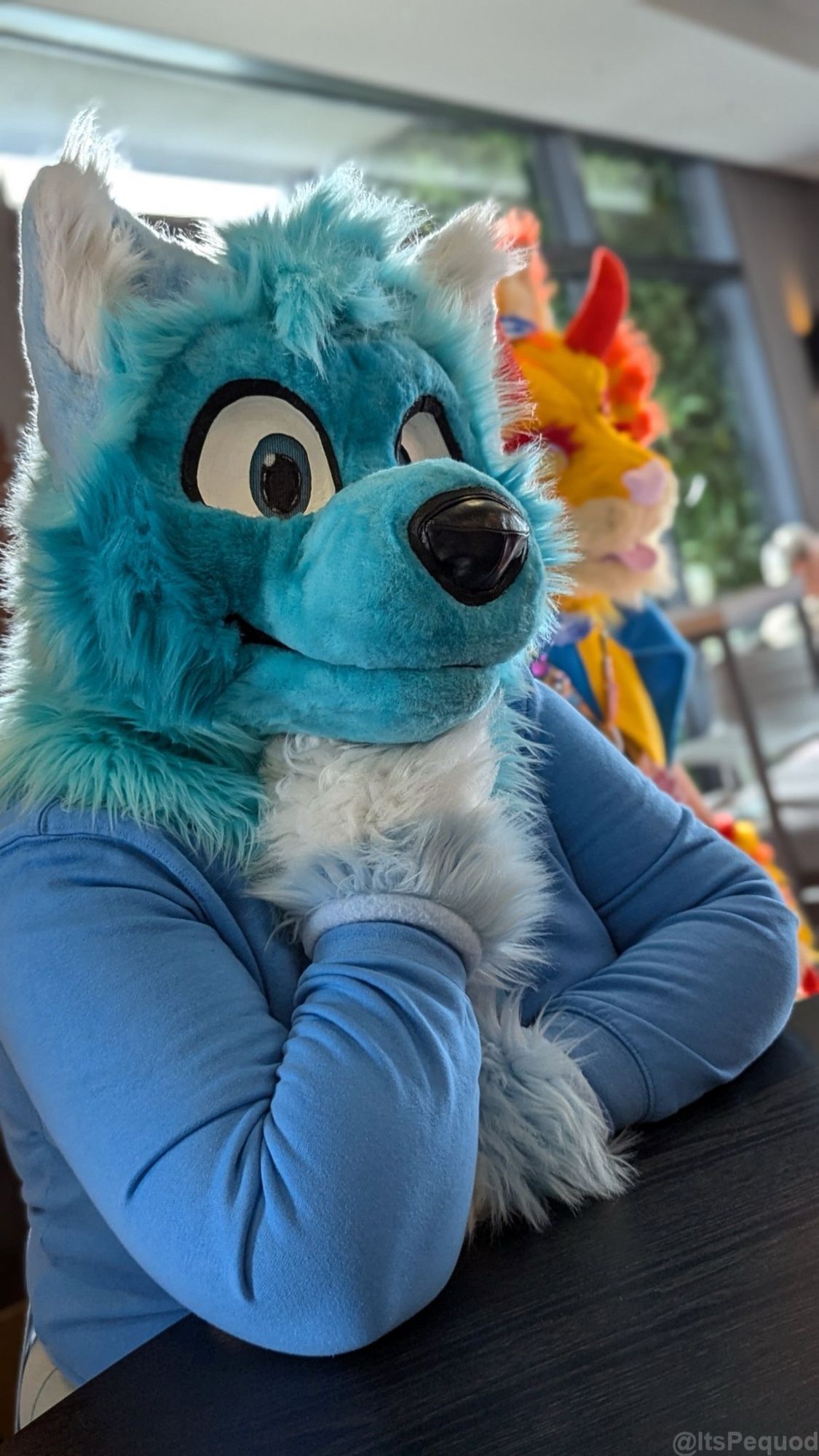 A blue wolf fursuiter posing at a table looking at the camera.