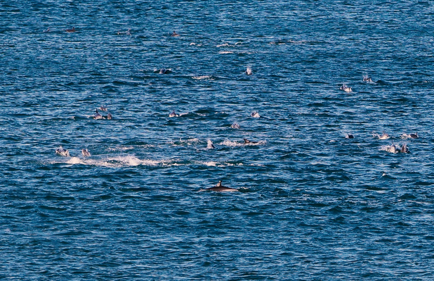 fins and splashes from a large pod of dolphins