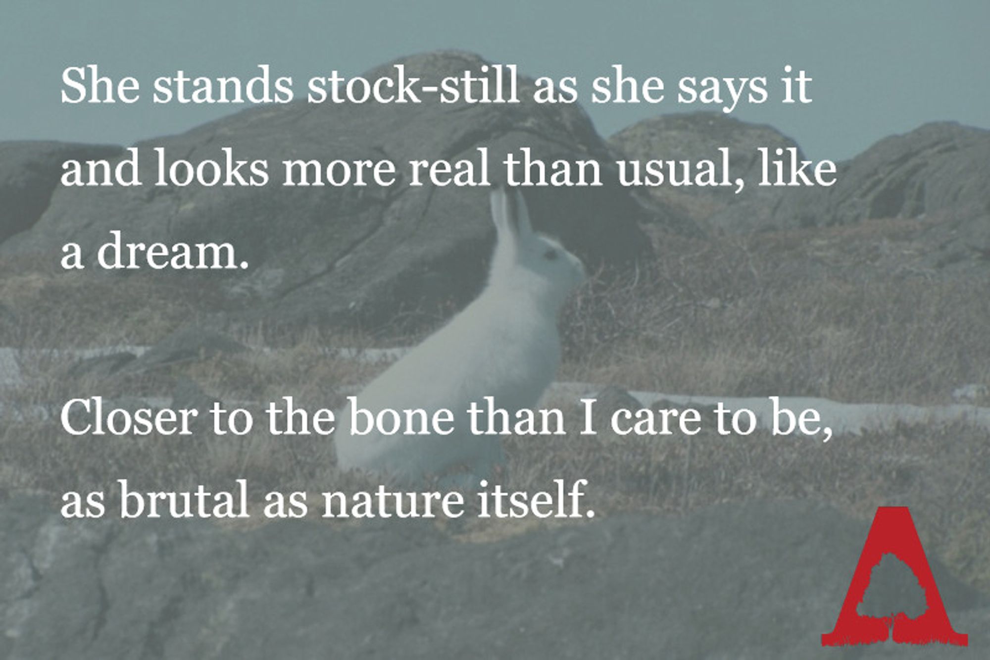 A white rabbit against grey and green rocks and a blue horizon. Text reads "She stands stock-still as she says it and looks more real than usual, like a dream. Closer to the bone than I care to be, as brutal as nature itself. "