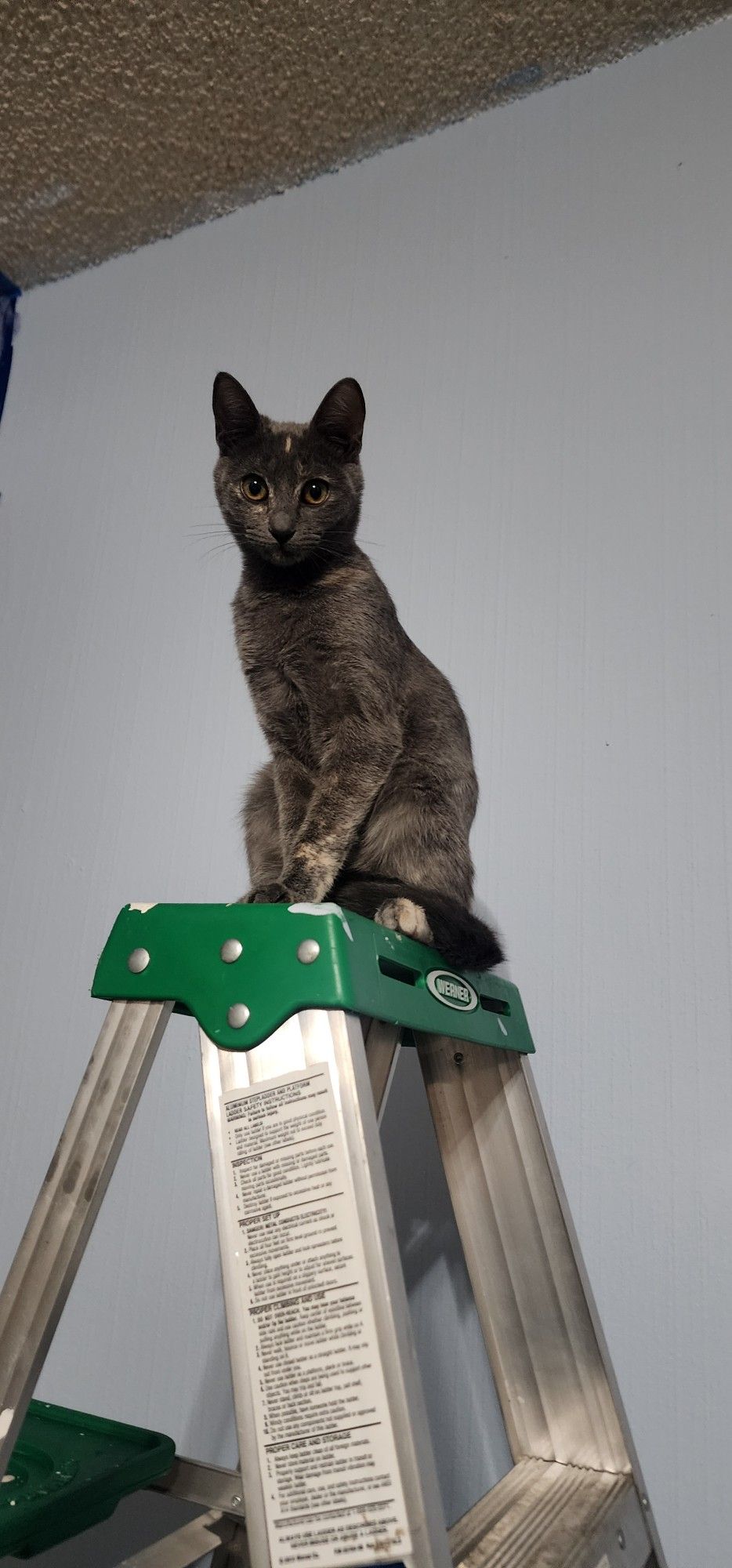 Feb '24 Blaze perches majestically atop a 6' ladder. She's a Torbie, grey with small peach bits very scattered, and charcoal racoon rings along her tail.