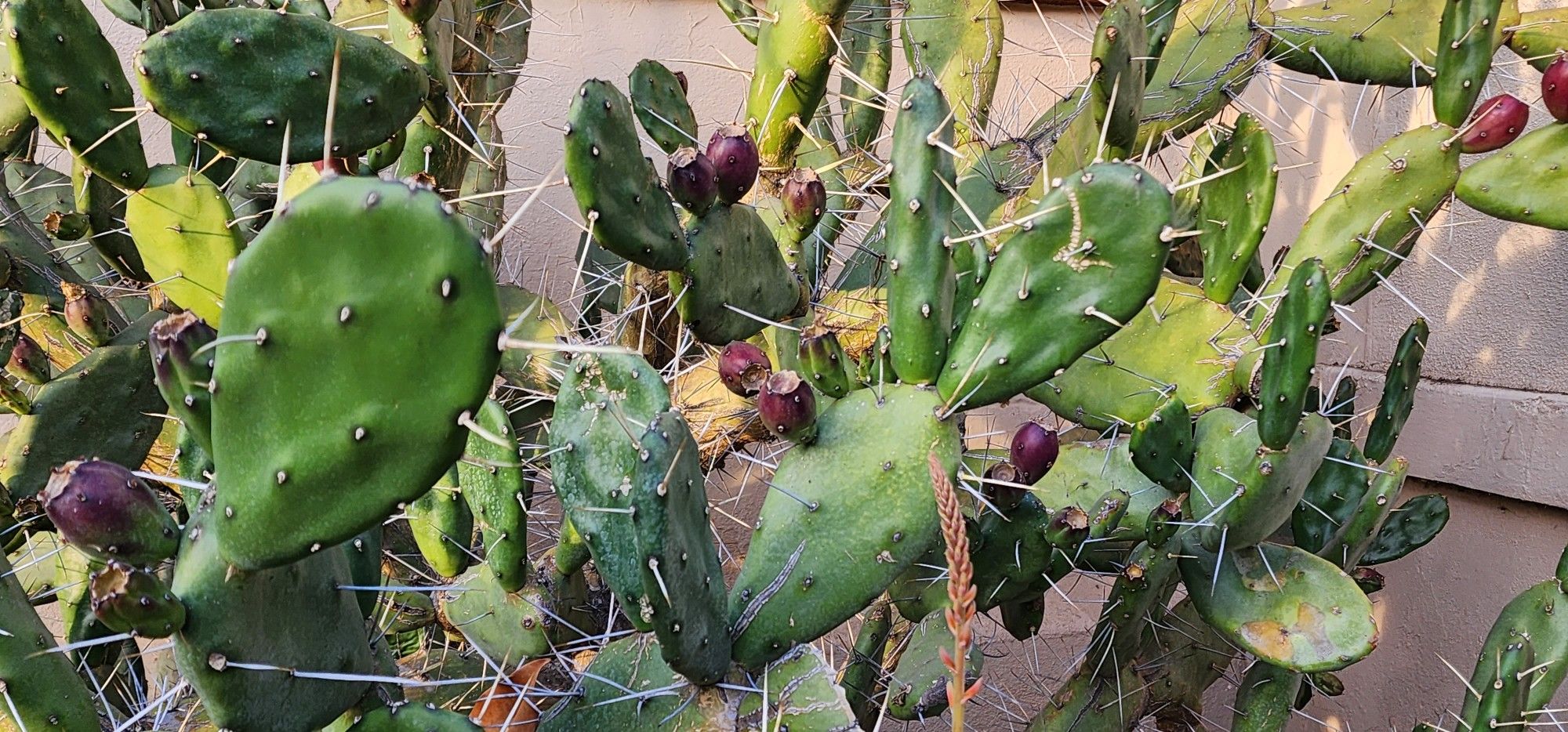 Photo of a many variously sized and shaped prickly pear cactus leaves at various dostances from the camera.