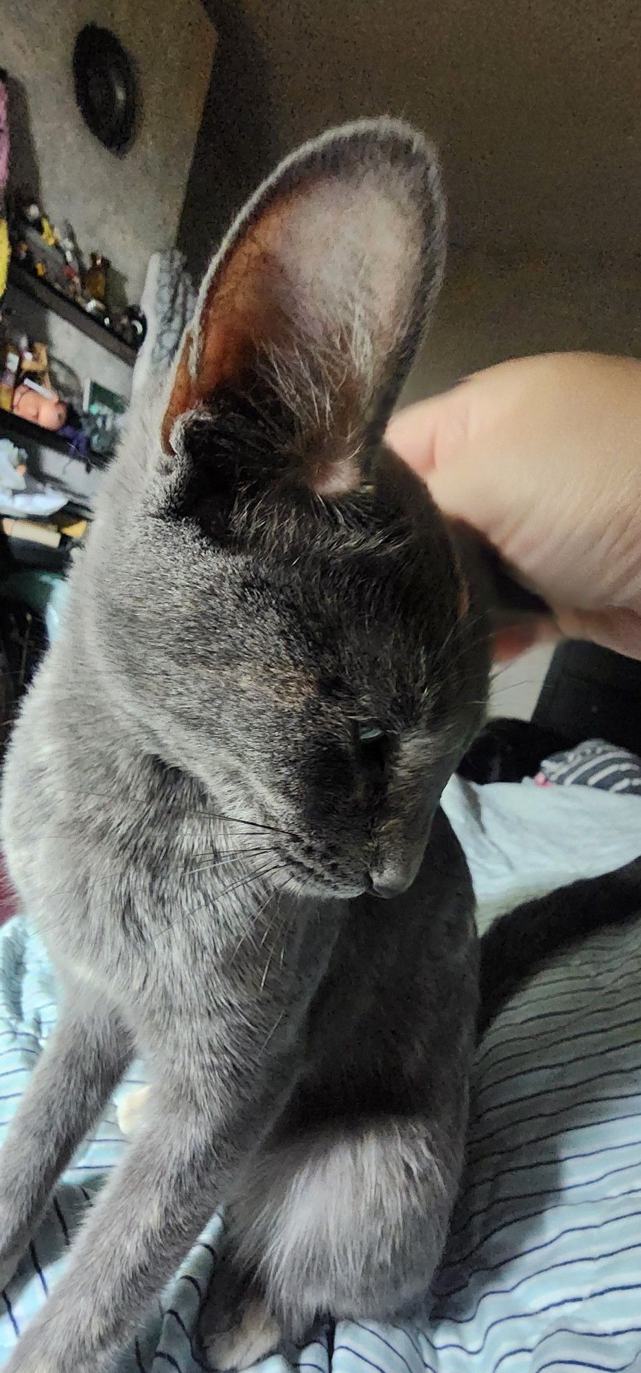 Grey torbie with an ear "pointed" toward the camera, looking like it's longer than her whole head.