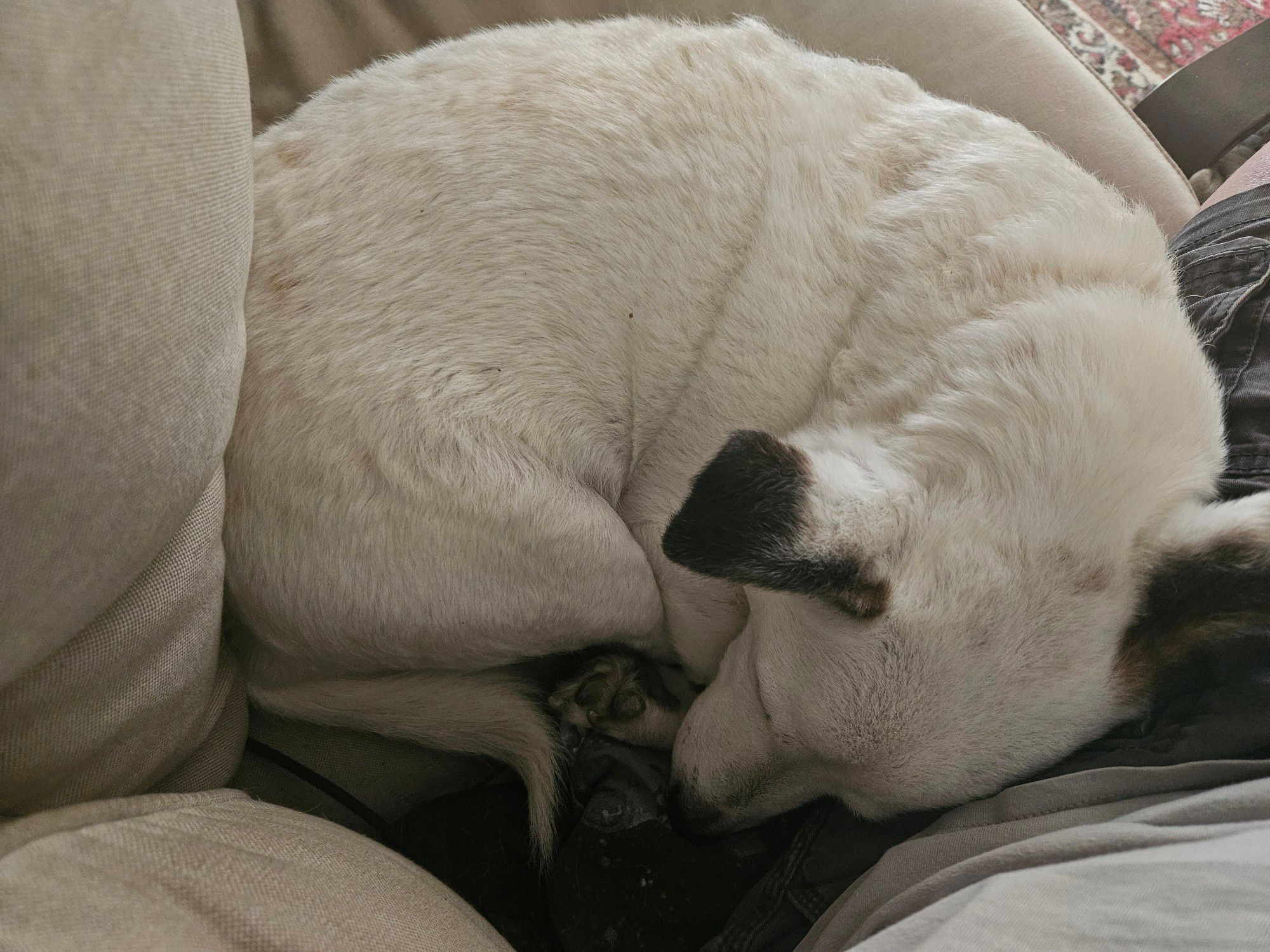 Pic of a small white dog with brown tipped ears curled into a ball