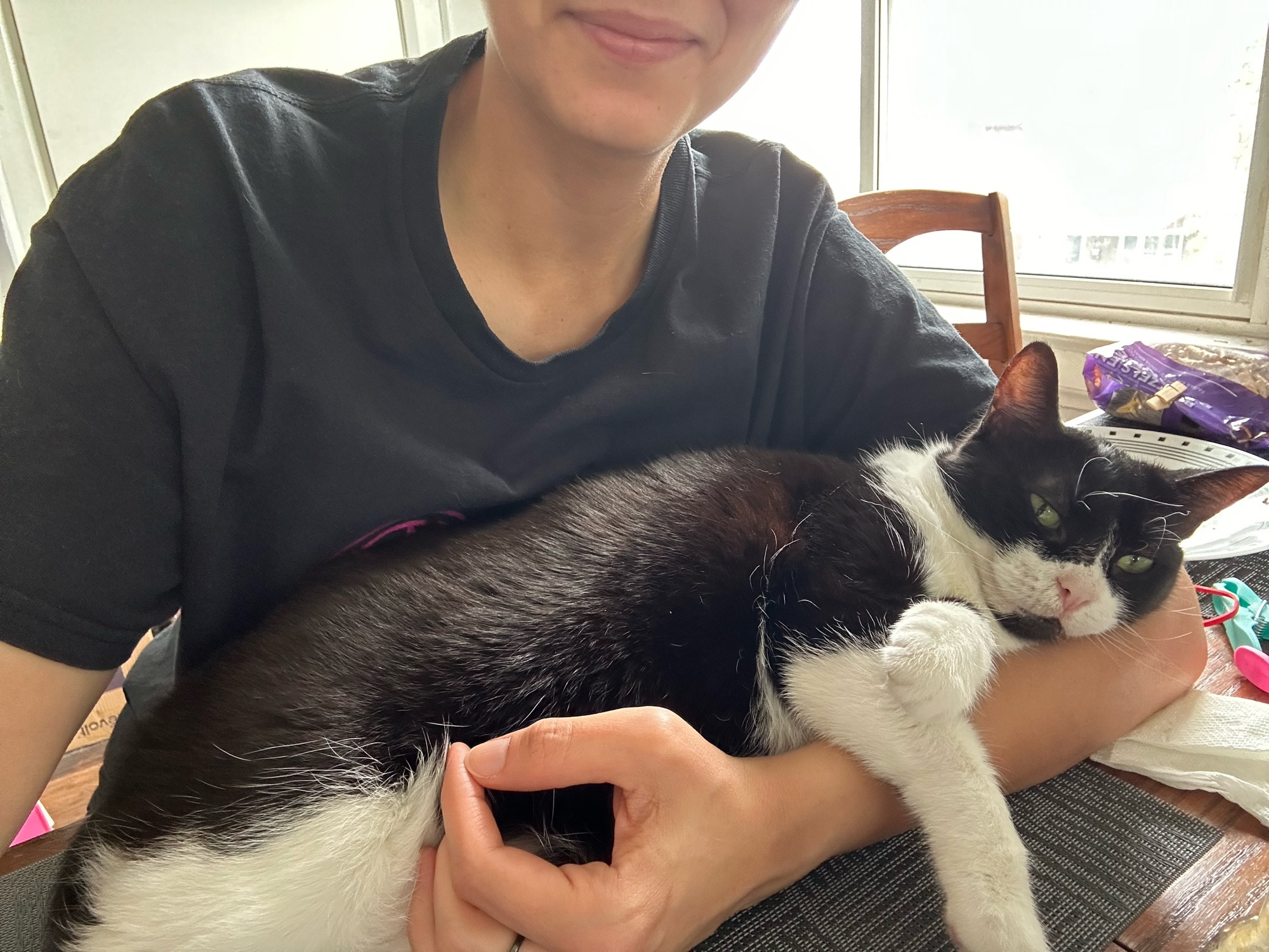 Tuxedo cat staring at the camera and cuddling on my arm, preventing me from going to work by being very cute. 