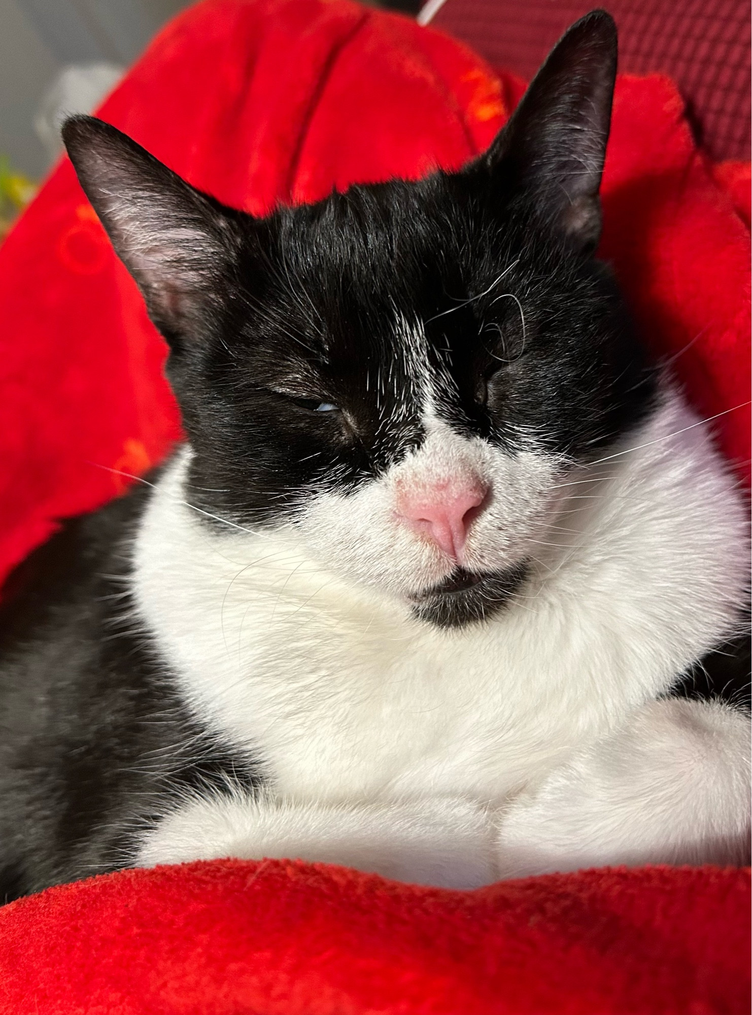 Sleeping tuxedo cat on a red blanket