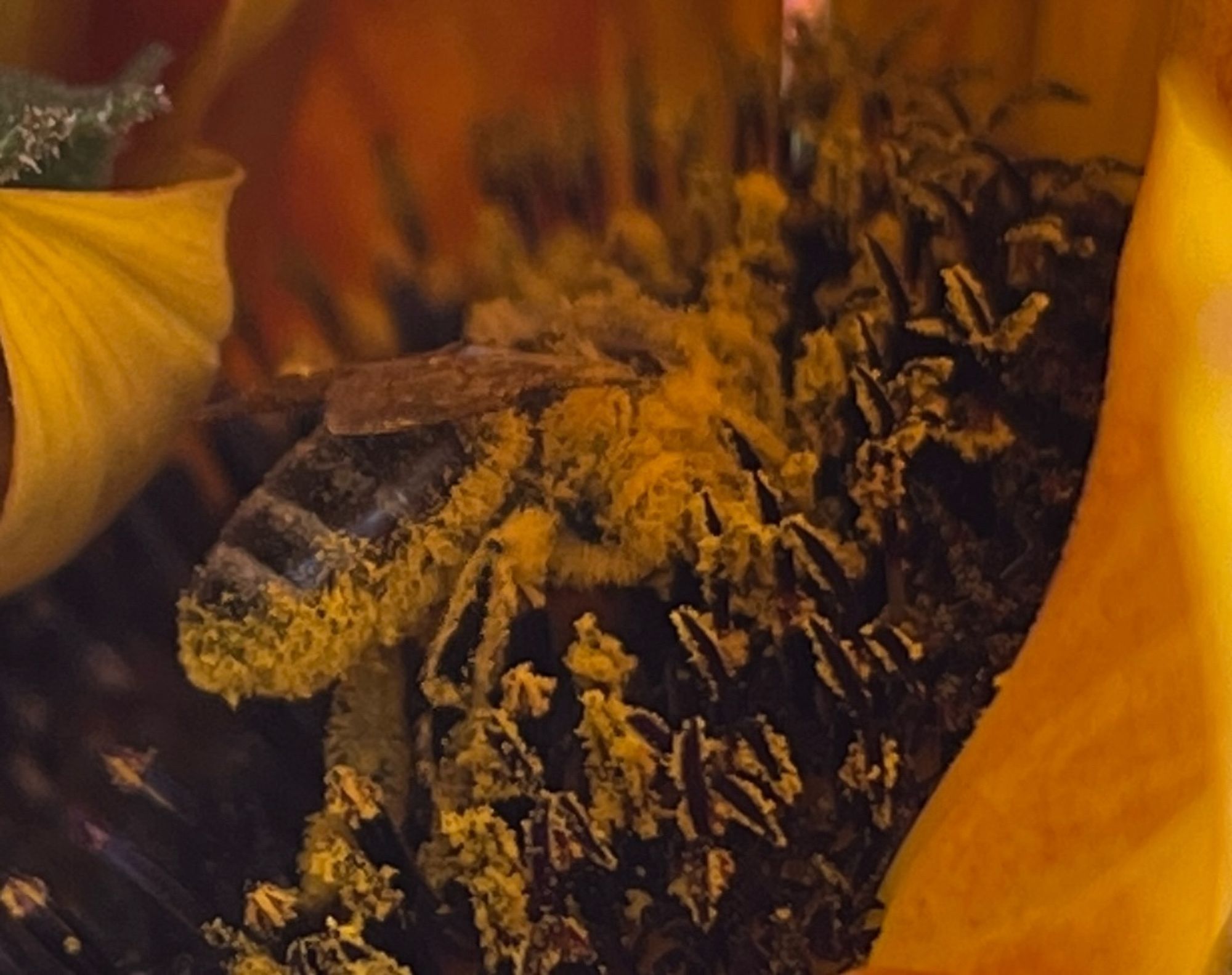 A bee in the center of a sunflower is covered in pollen along everything except the back of her abdomen. You can't even see her face because it's either buried in the sunflower or covered in pollen or both.