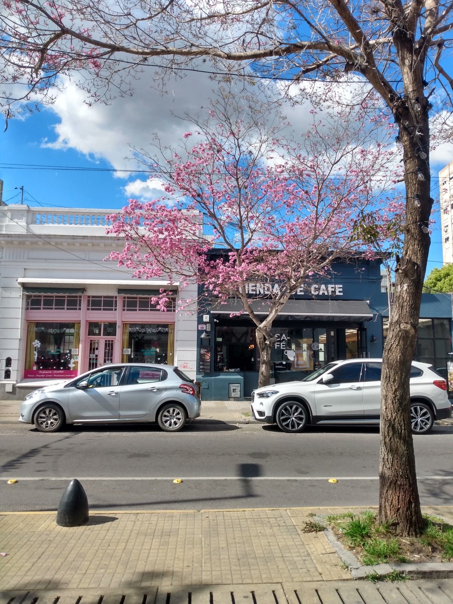 Tras la calle un lapacho rosado.
También se ven autos, las tiendas detrás del árbol y el cielo