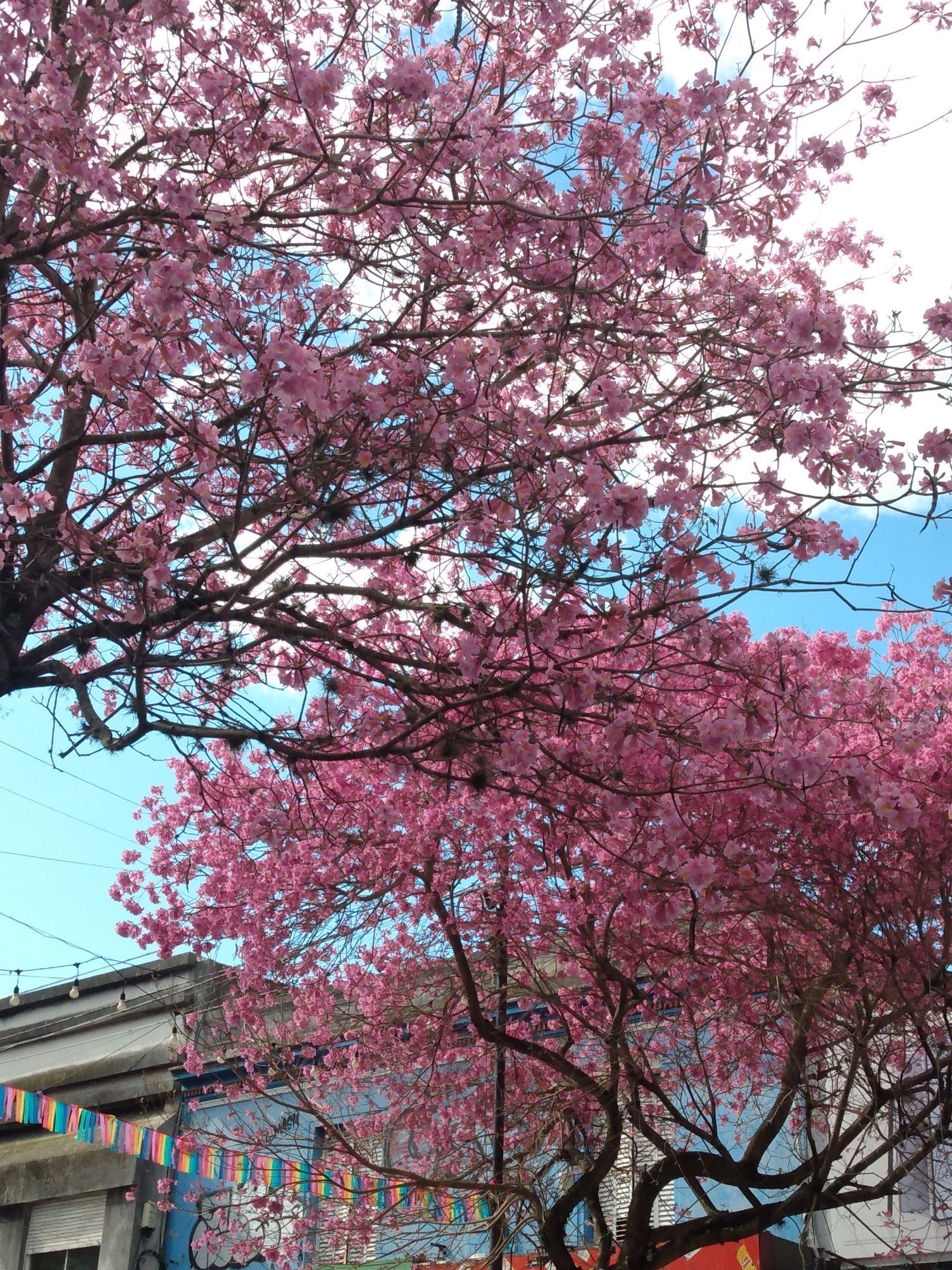 Imagen de dos lapachos rosados con la cámara mirando hacia arriba