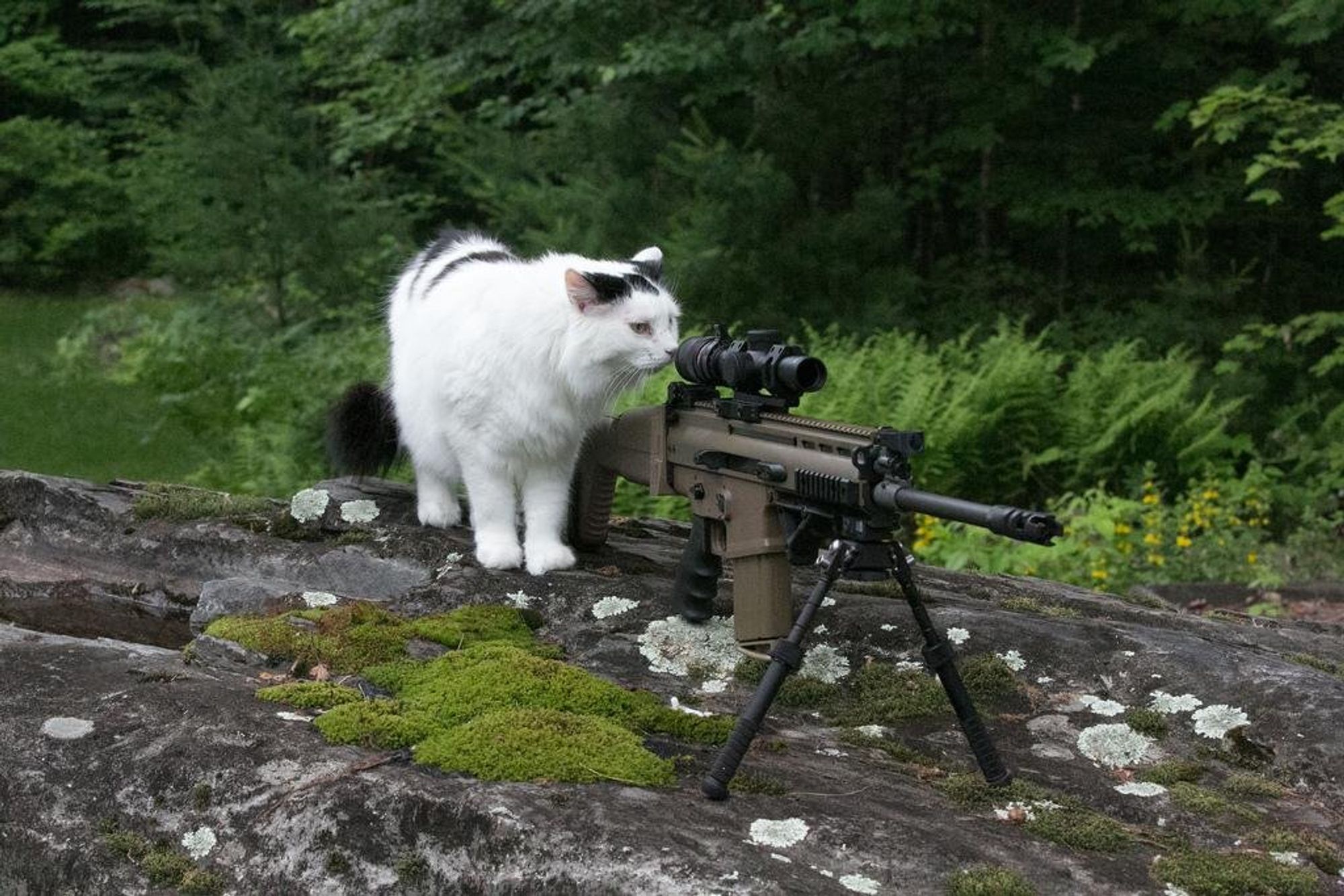 a cat looking down the scope of a high-powered rifle