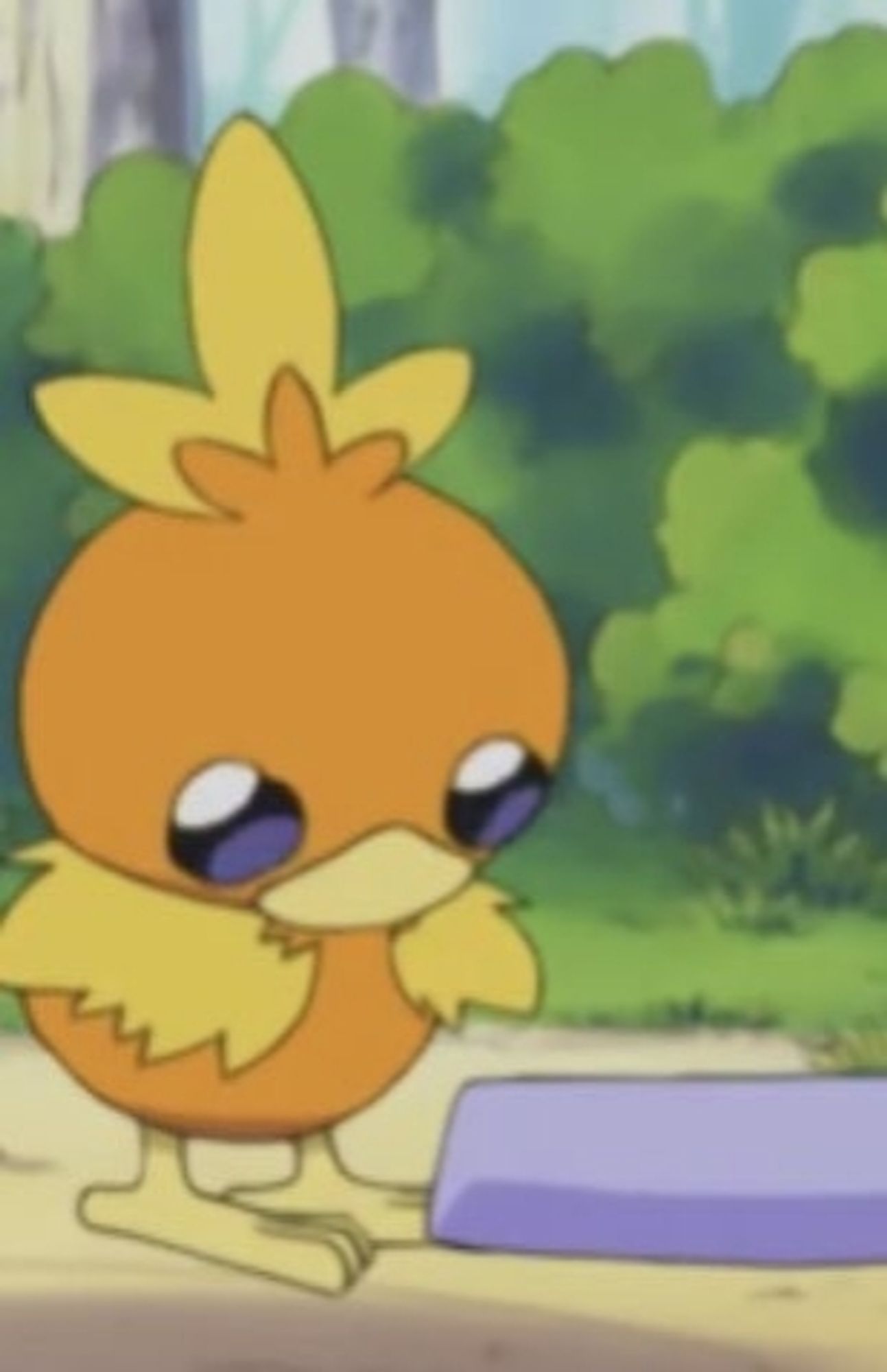 A picture of torchick from the pokemon anime, looking down with big cute eyes