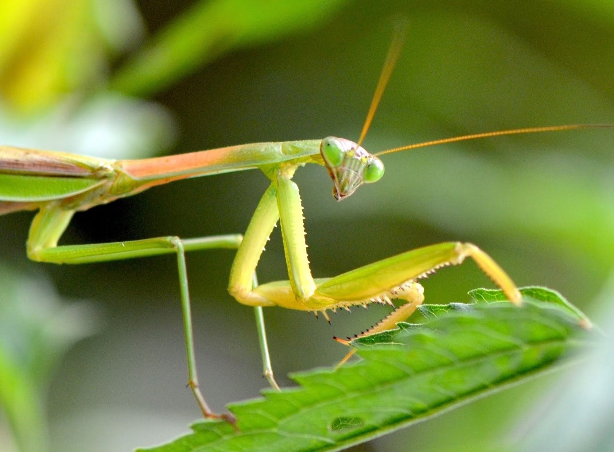 praying mantis