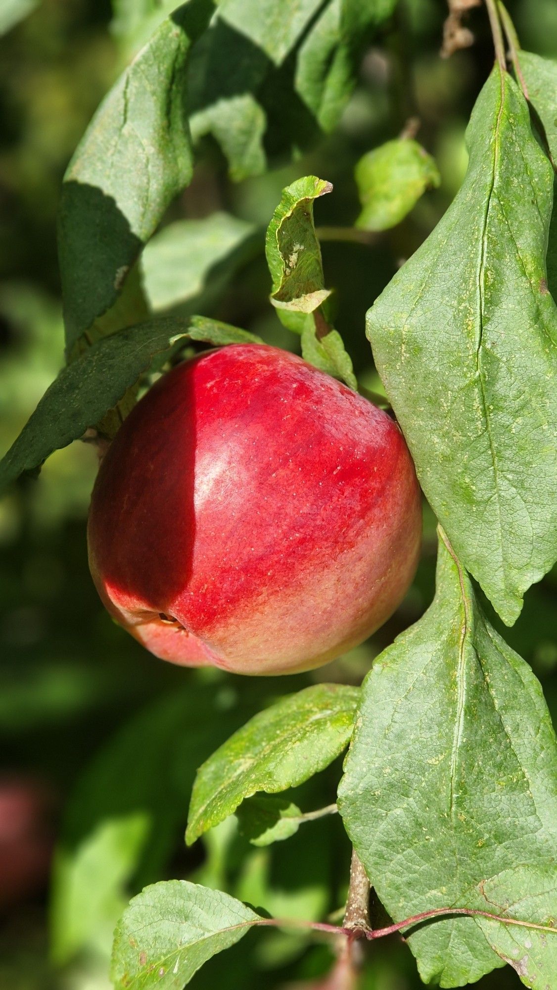 Apfel im Baum