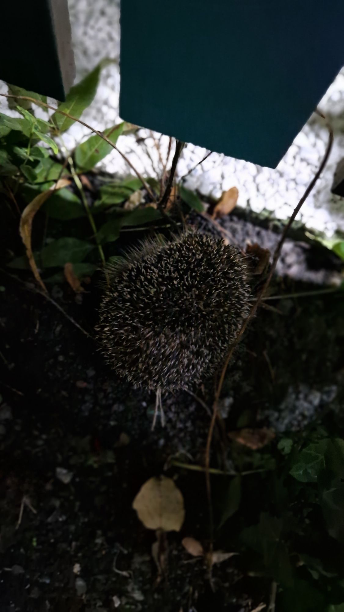 Kleiner runder Igel