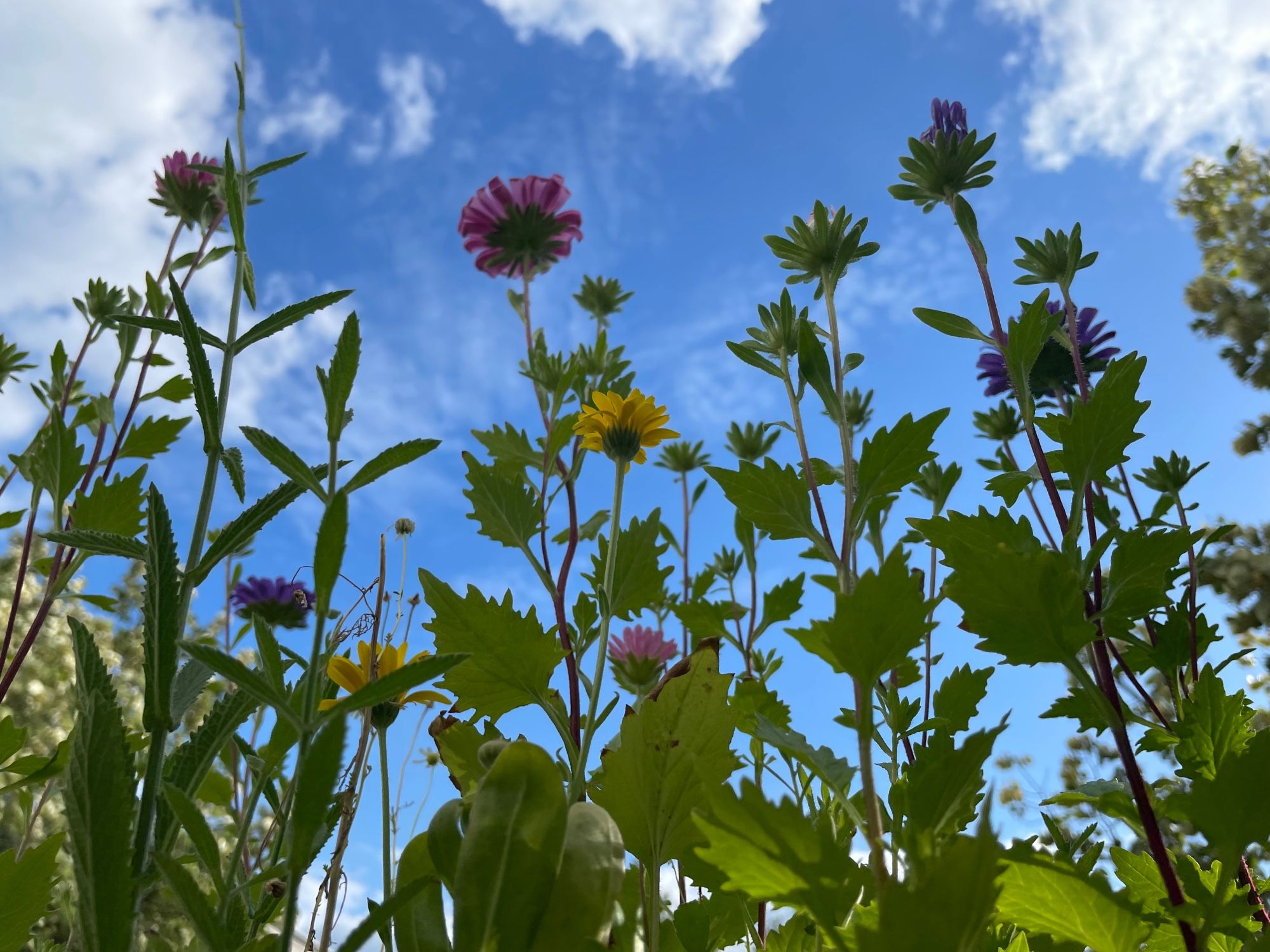 Bunte Blümchen aus der Froschperspektive fotografiert, darüber blauer Himmel mit einigen Wolken.