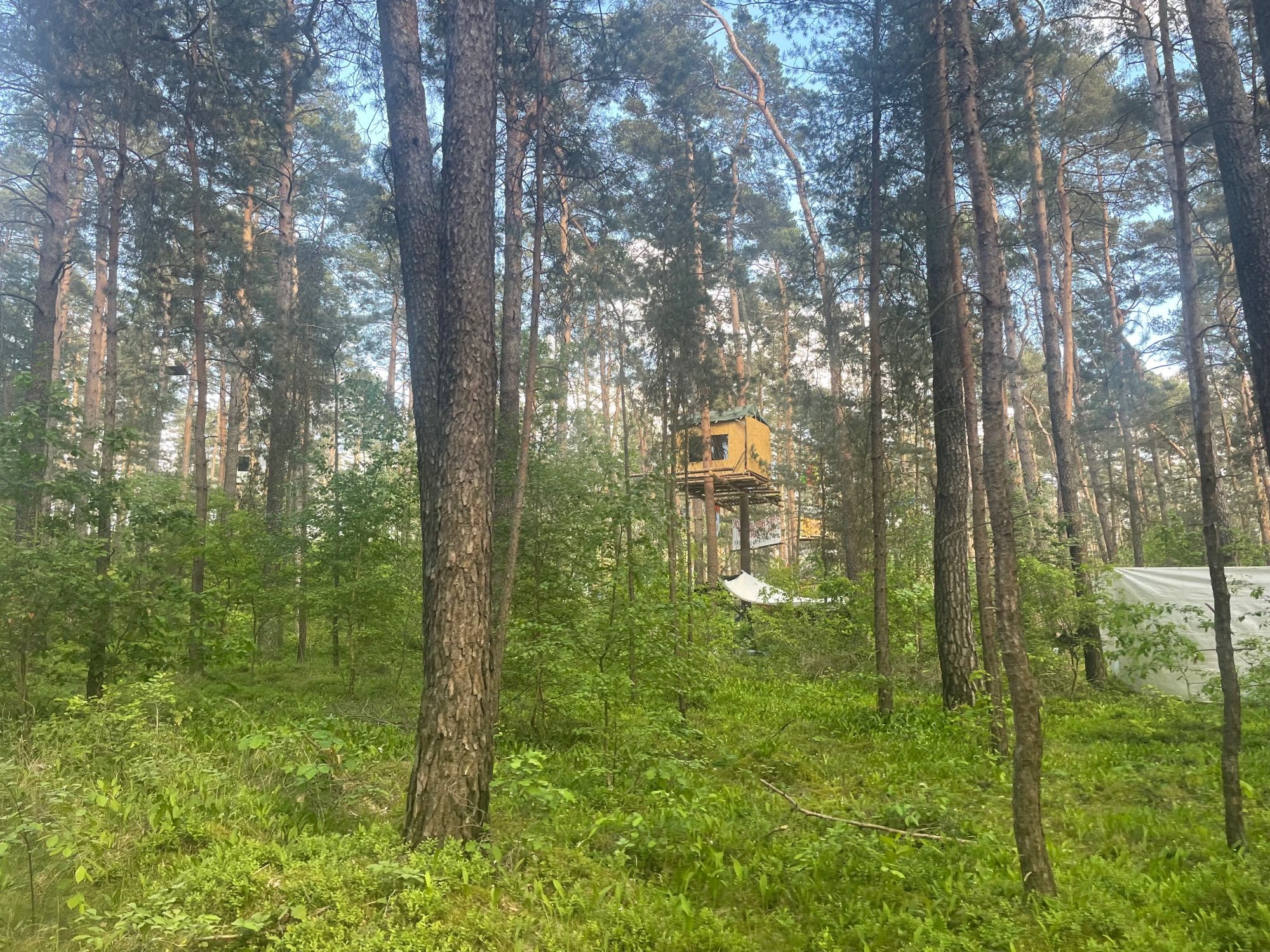 Blick in einen lichten grünen Wald, in der Mitte in den Bäumen ein Baumhäuschen.