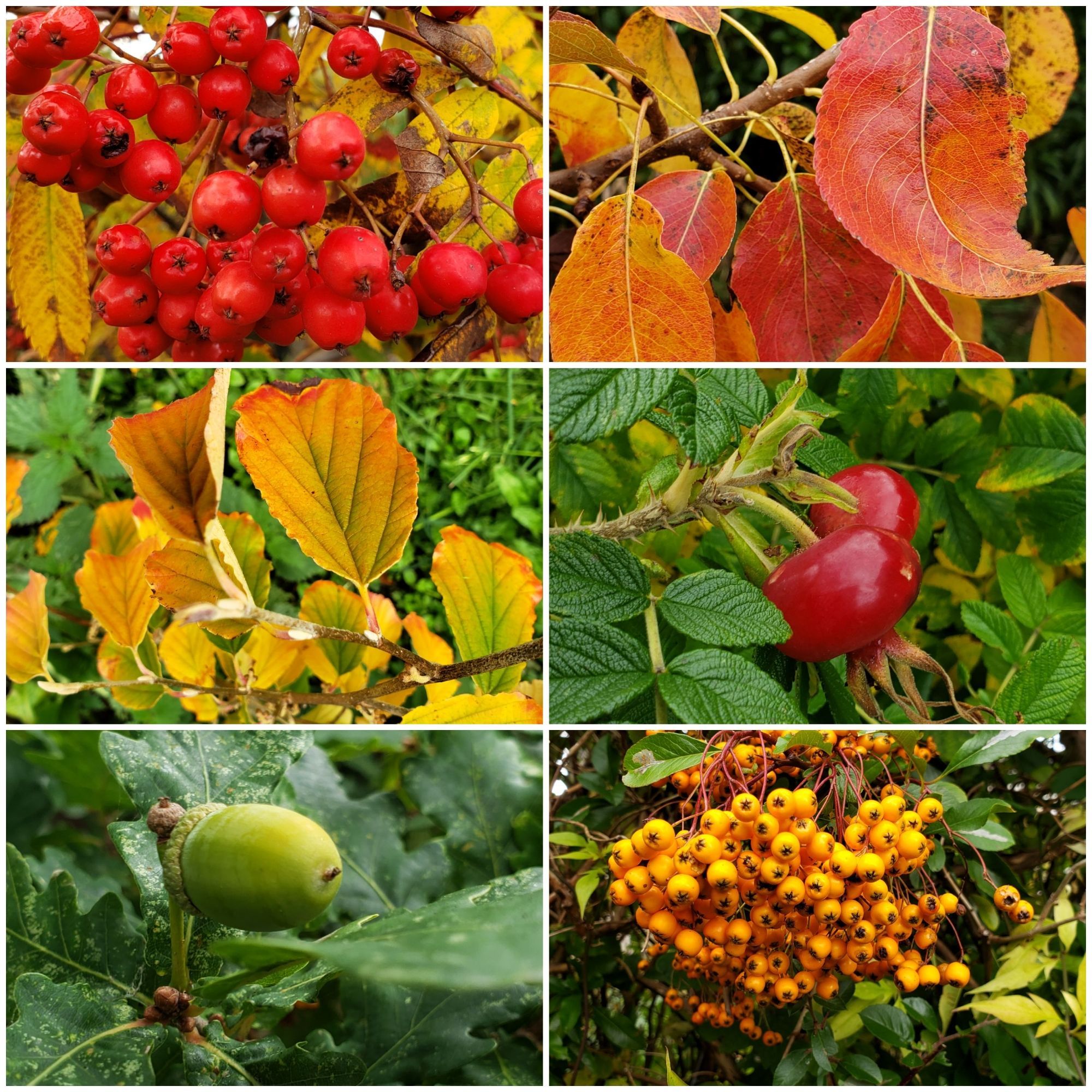 Collage of bright red rowan berries, orange pear leaves, yellow witchhazel leaves, fat, red rose hips, a single acorn on a tree, bright orange pyracantha berries