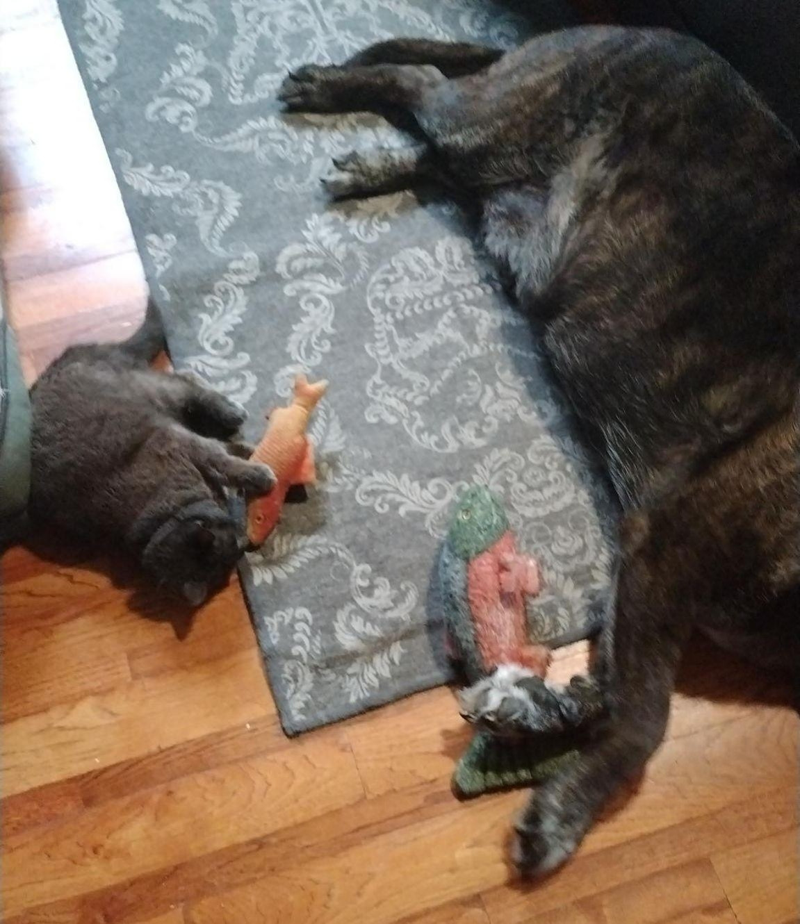 Two animals on a Star Wars themed gray floor runner. A tiny gray cat is on the left with a six inch fish toy going to town. The body of a brindle mastiff is on the right with a larger fish just chilling. The cat is way more into it.