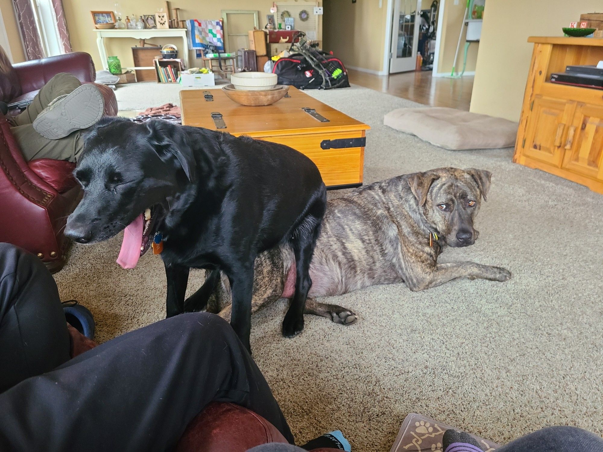 Large brindle dog laying down in a living room why a black lab is sitting on him and yawning