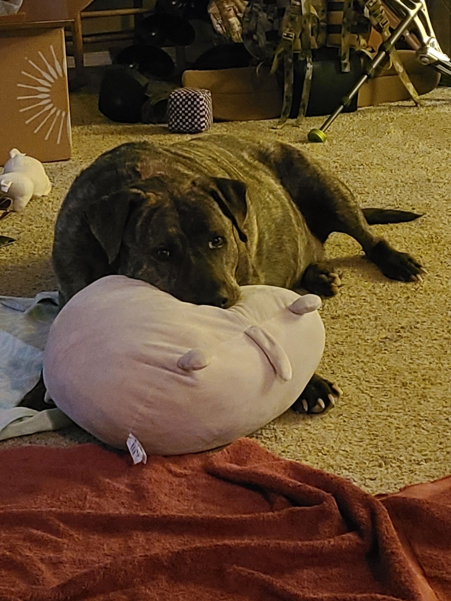 Dog resting his head on a squishmellow pillow that's just as wide and squishy as he is. He looks very pleased.