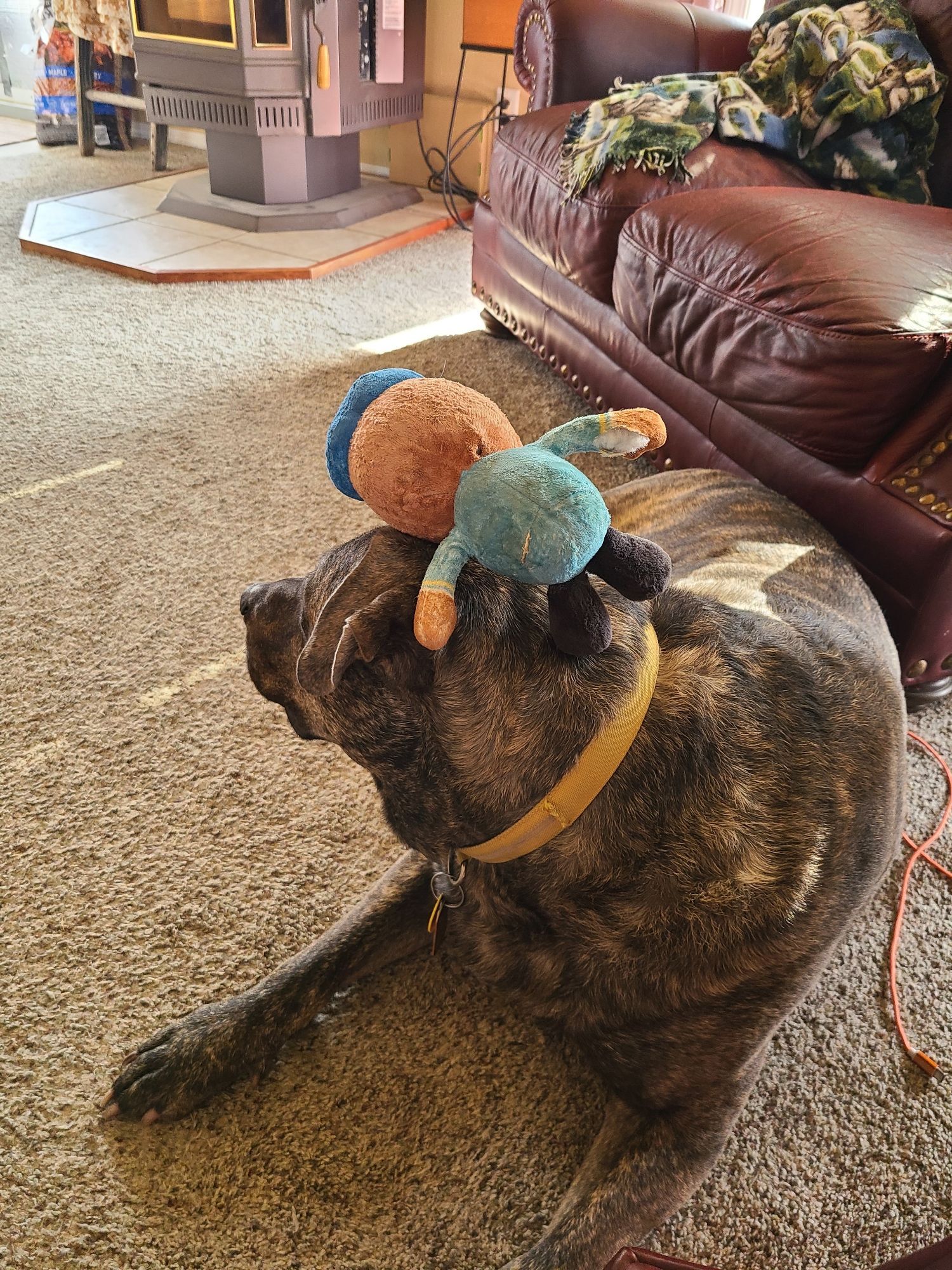 Dog facing away with toy balancing on his head.