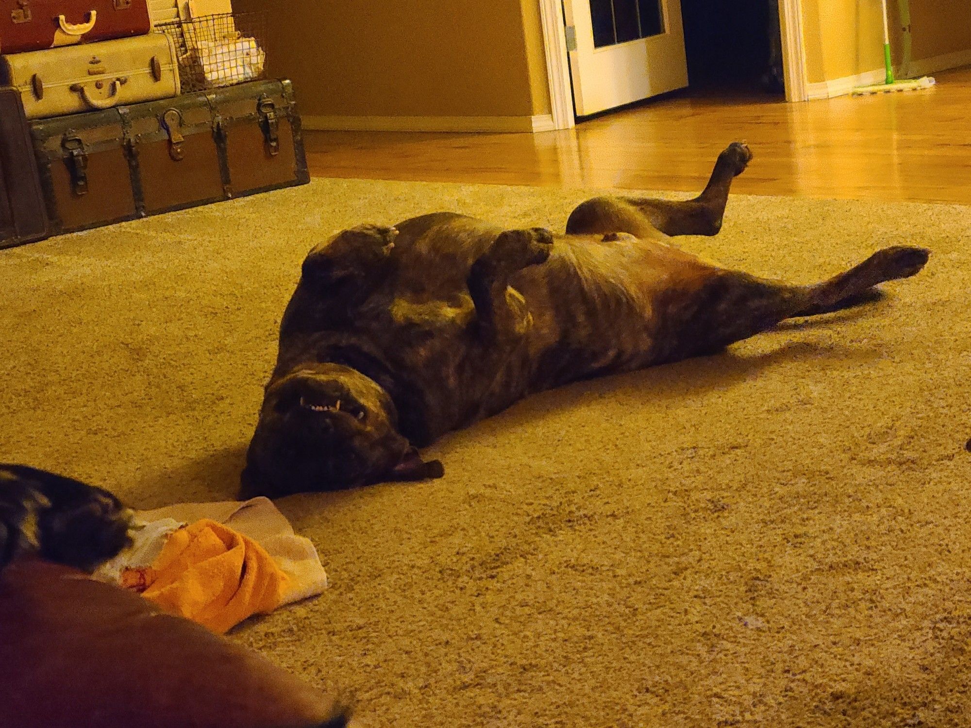 Dog laying upside down with his teef sticking out