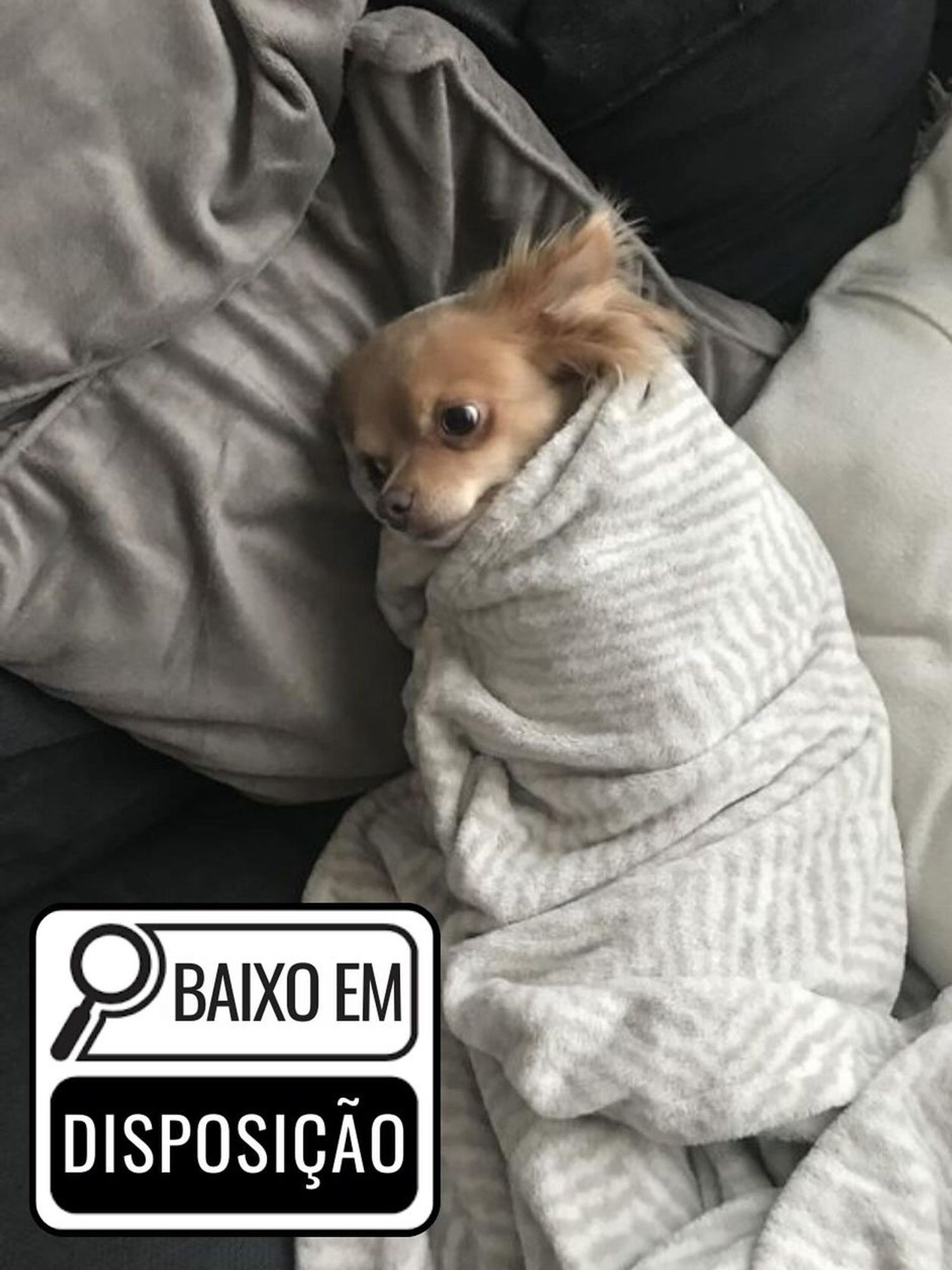 um cachorrinho enrolado em um cobertor e a indicação "baixo em disposição"