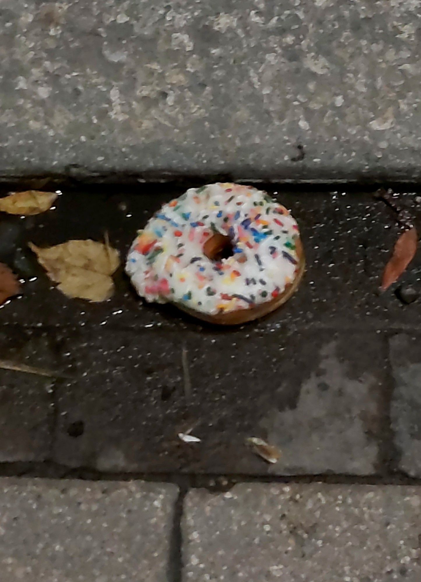 An icing glazed donut with rainbow sprinkles I saw in a rain gutter last night