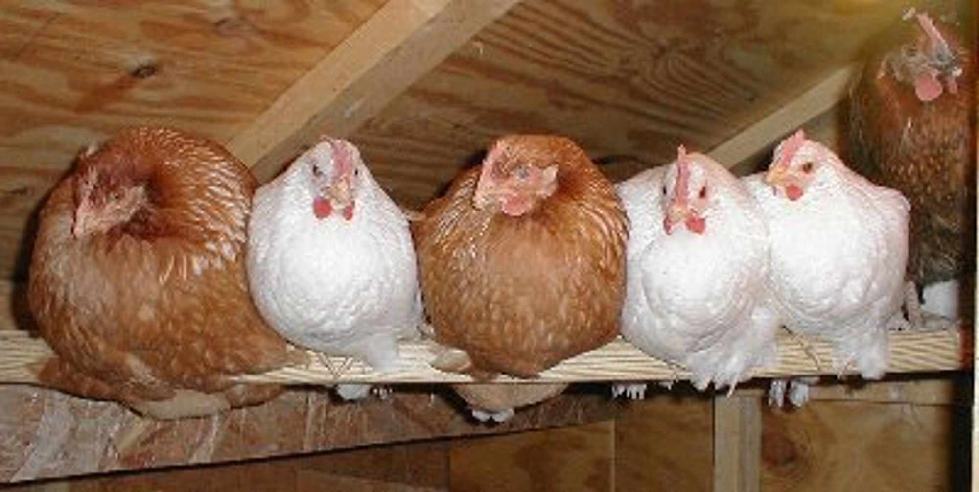 Chickens at home, roosting