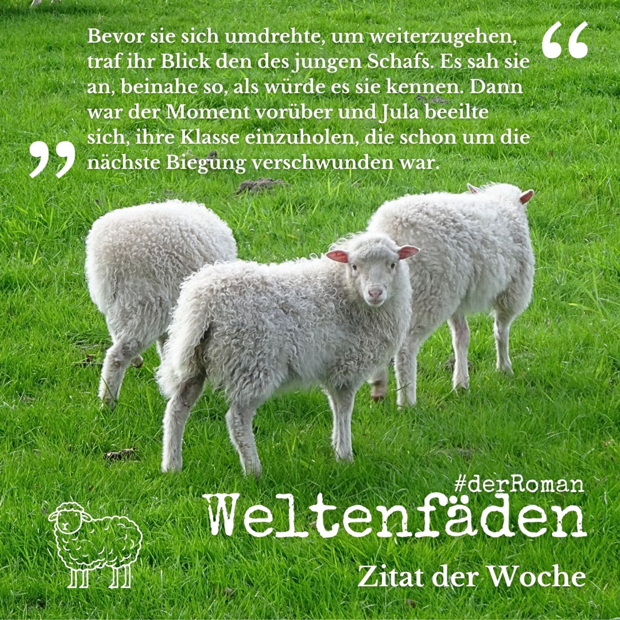 Drei junge Schafe auf einer grünen Weide. Das mittlere guckt in die Kamera, während die anderen beiden nach hinten rechts gewandt grasen.Text: Weltenfäden #derRoman - Zitat der Woche. "Bevor sie sich umdrehte, um weiterzugehen, traf ihr Blick den des jungen Schafs. Es sah sie an, beinahe so, als würde es sie kennen. Dann war der Moment vorüber und Jula beeilte sich, ihre Klasse einzuholen, die schon um die nächste Biegung verschwunden war." In der unteren linken Ecke des Bilds ist wie ein Logo die Silhouette eines gezeichneten Schafs zu sehen.