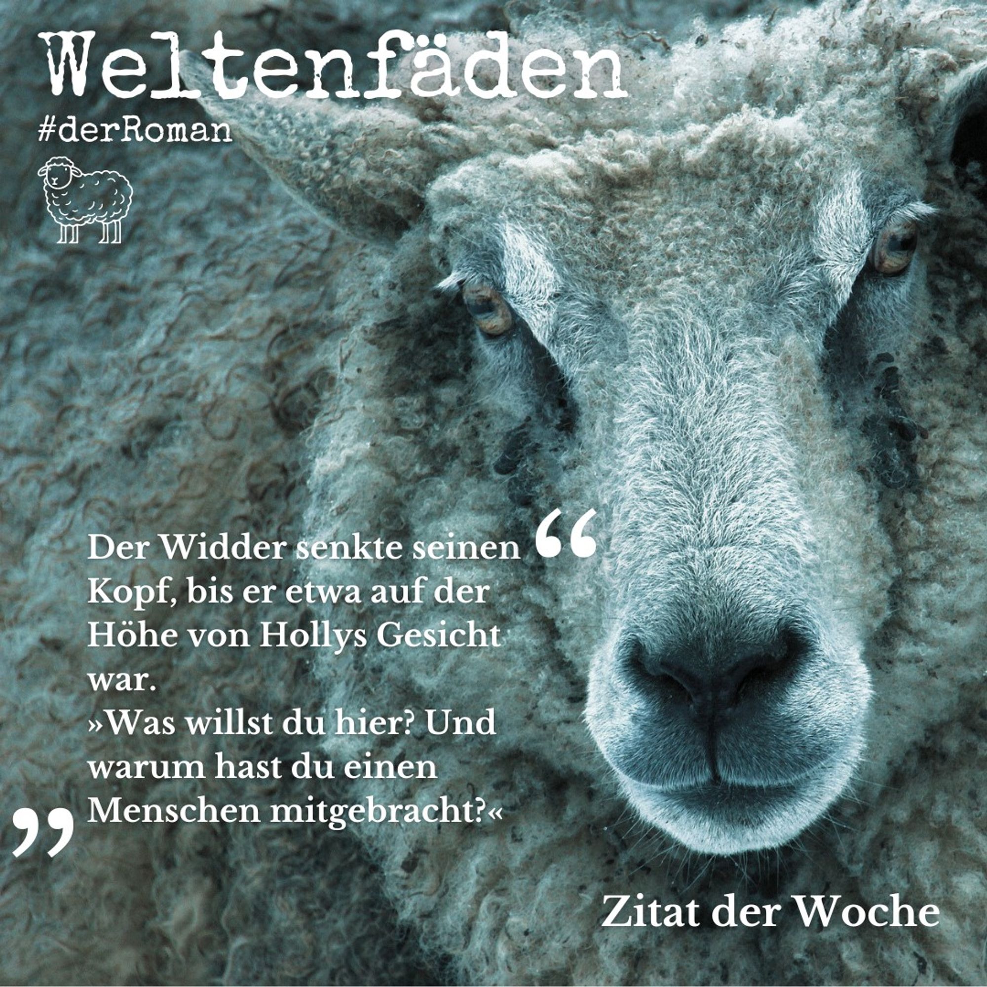 Nahaufnahme vom Kopf eines Schafs mit dichtem, filzigem Fell, das in die Kamera zu gucken scheint. Die Farbe des Fells spielt ins Beige-Grau-Bläuliche. Text: Weltenfäden #derRoman. Der Widder senkte seinen Kopf, bis er etwa auf der Höhe von Hollys Gesicht war. "Was willst du hier? Und warum hast du einen Menschen mitgebracht?" Zitat der Woche.