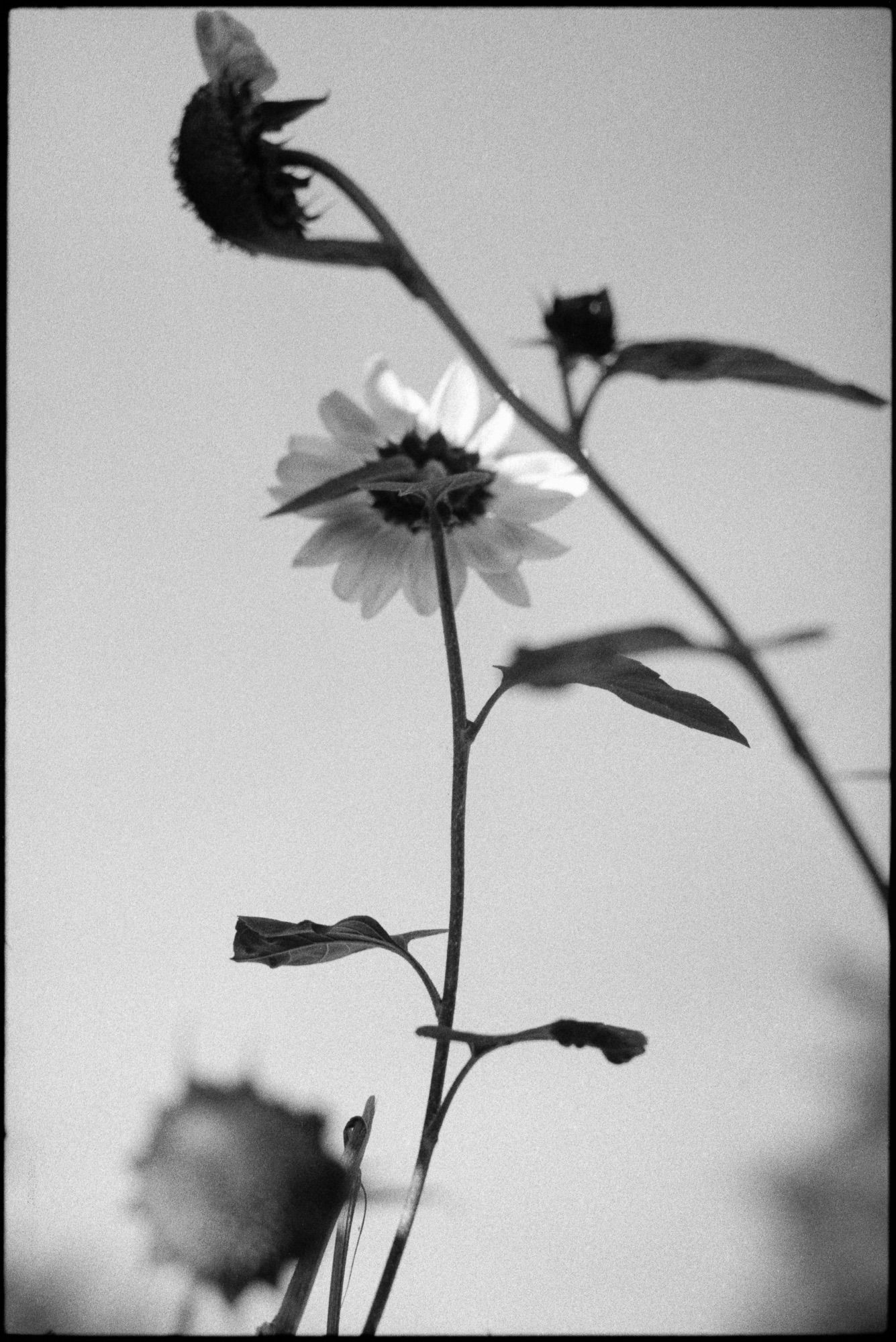 Sunflowers hold on as summer fades.