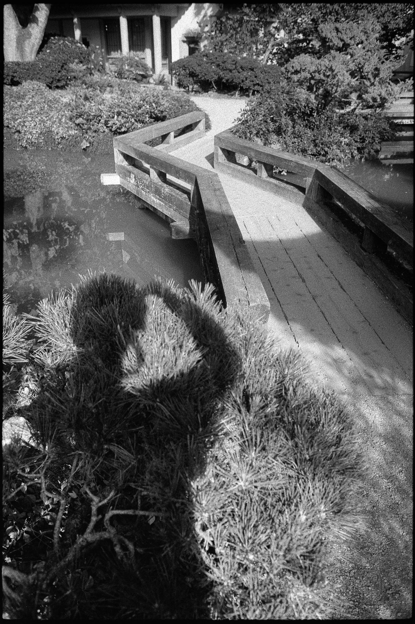 A photographer’s shadow lands on a bush before a winding pathway in a Chinese garden.