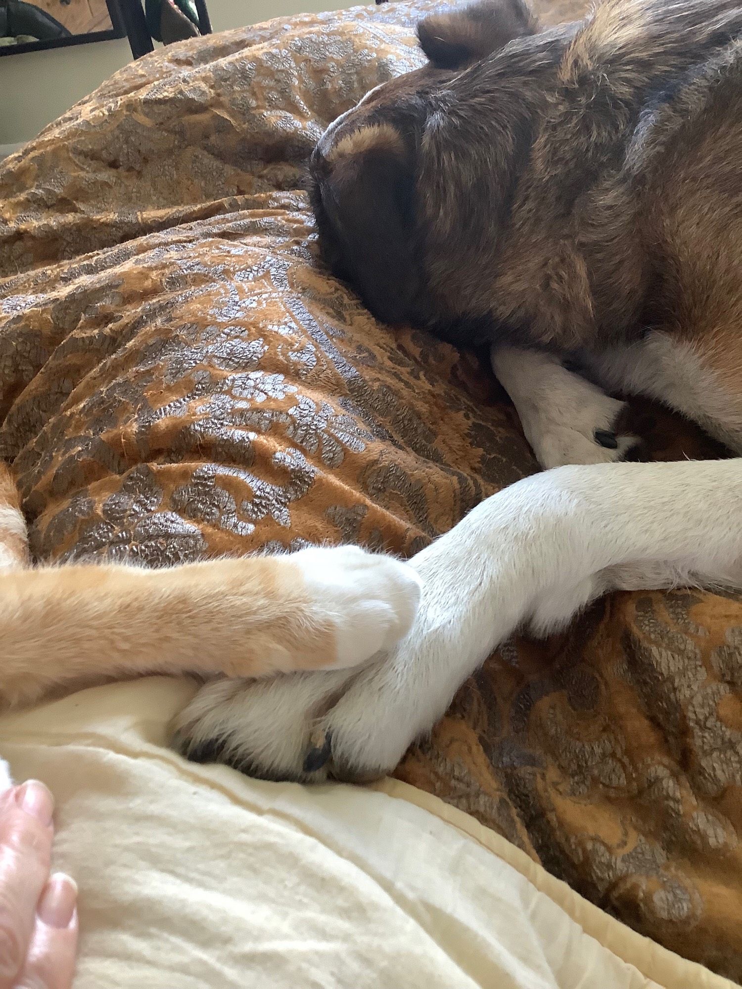 One of a ginger and white cat’s front leg’s rests on top of one of the white front legs of a sable and white dog. They’re both asleep on a gold and brown silk bedspread.