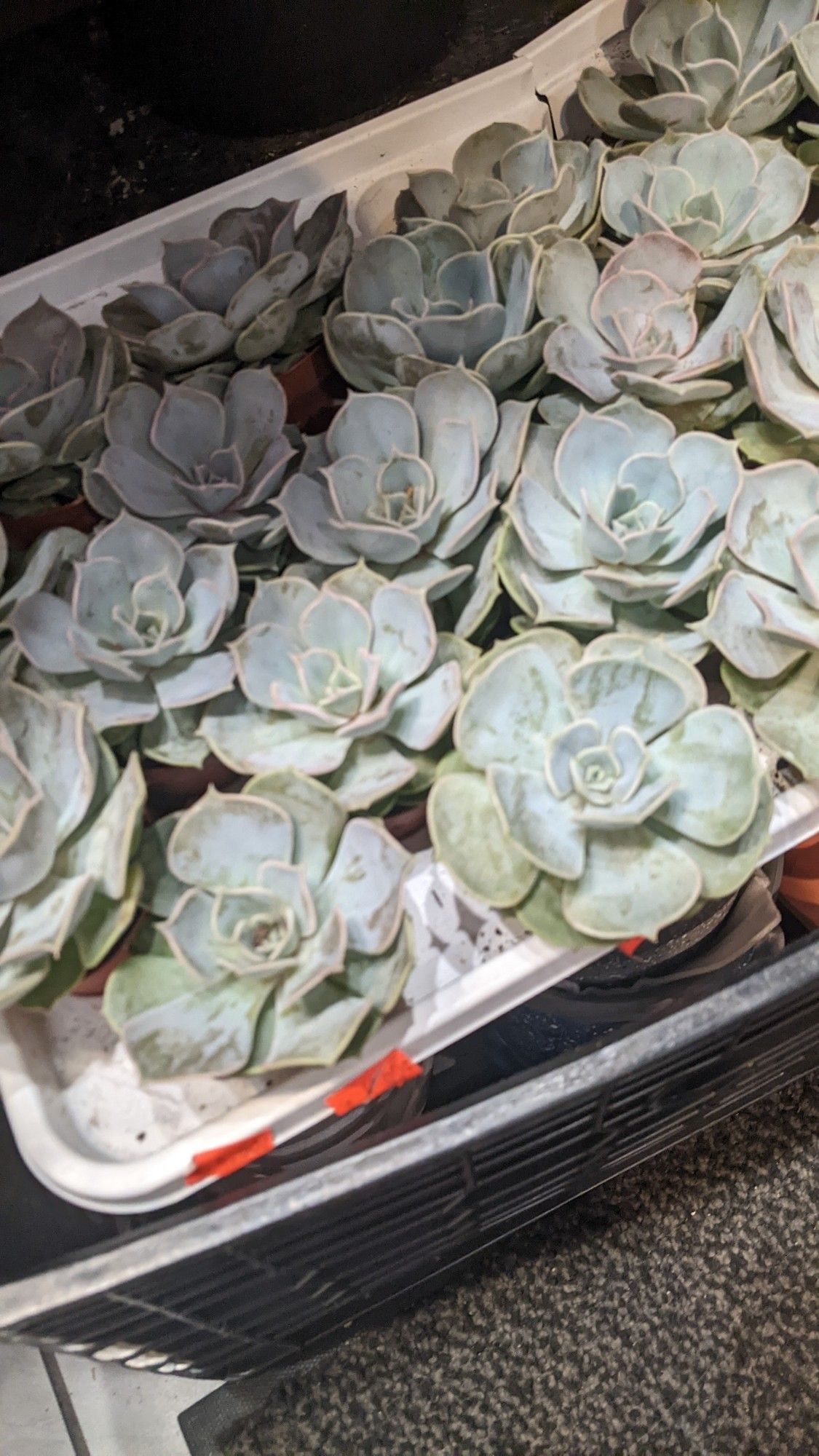 Miniature succulent plants I saw recently