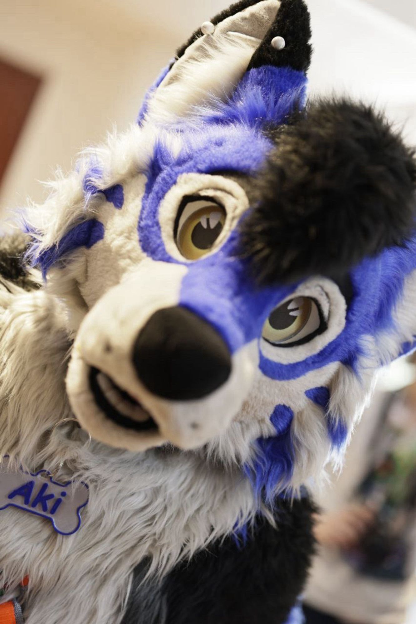 Blue husky staring in the camera, looking for cuddles