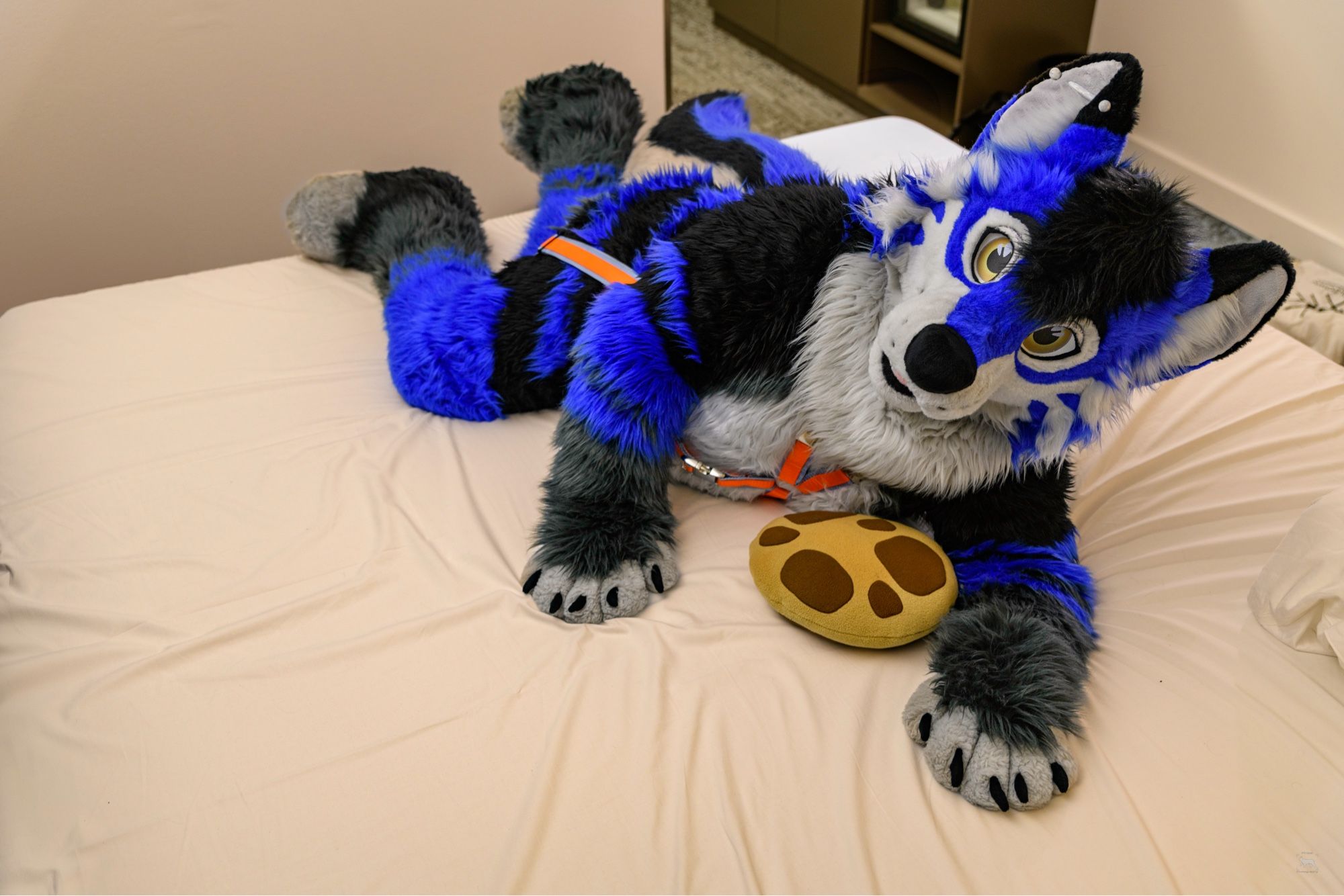 Blue husky laying on the bed