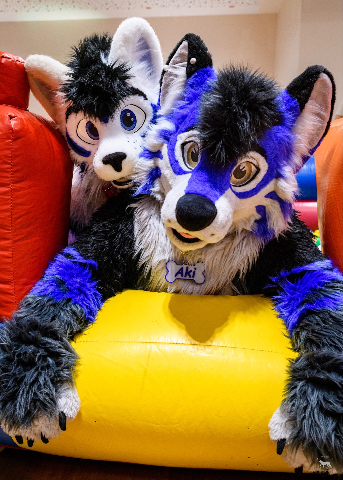 Husky and kitty leaning on the edge of the ball pit asking you to join them