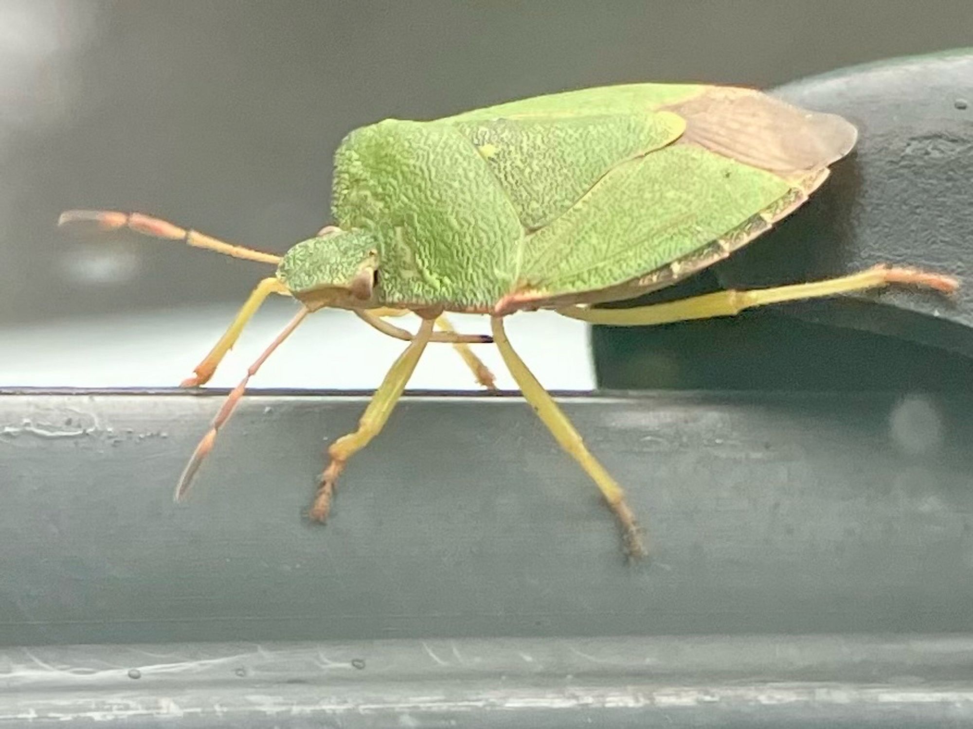 A green mysterious bug