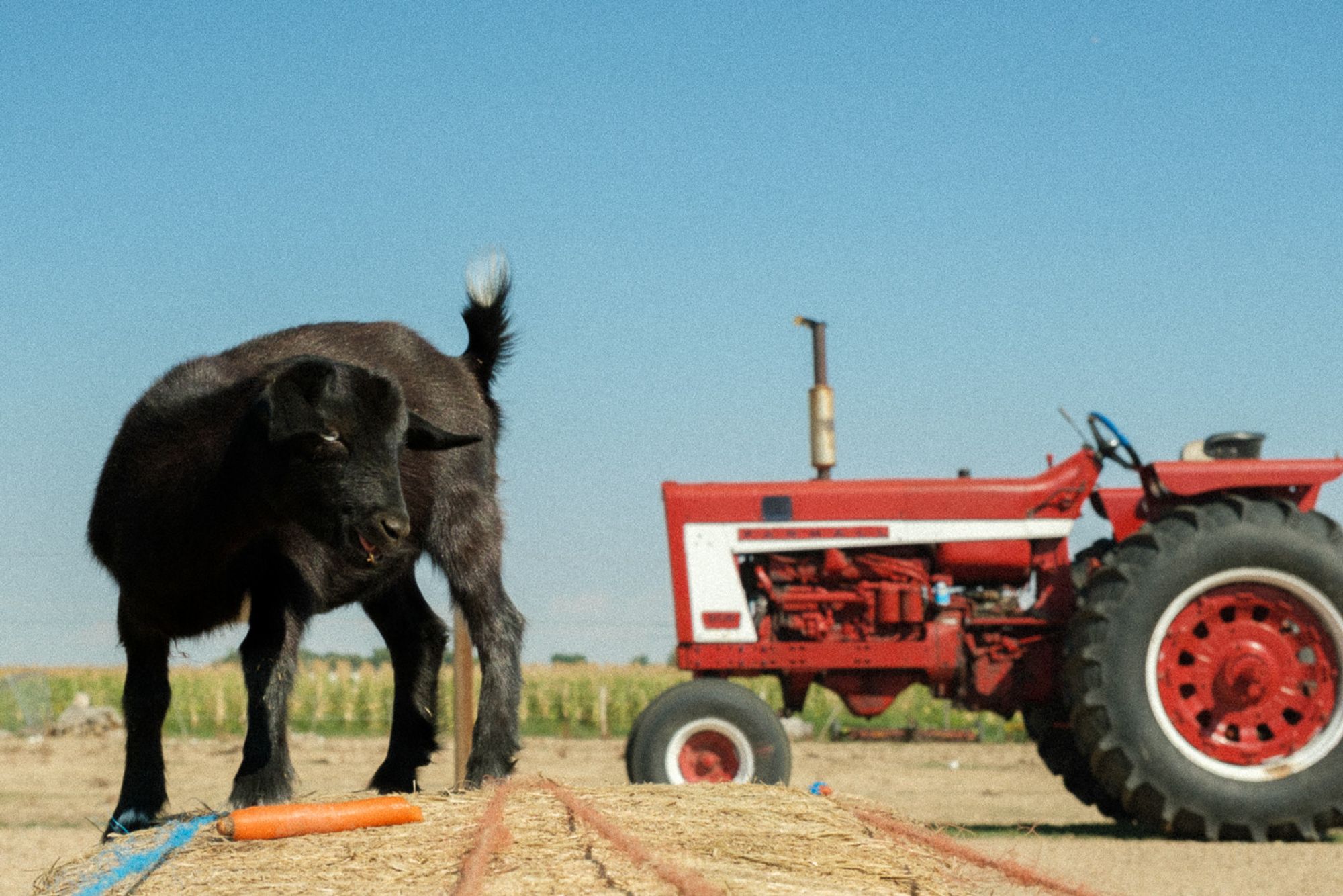 A baby black goat stands on a haybale with a carrot in front of a tractor.