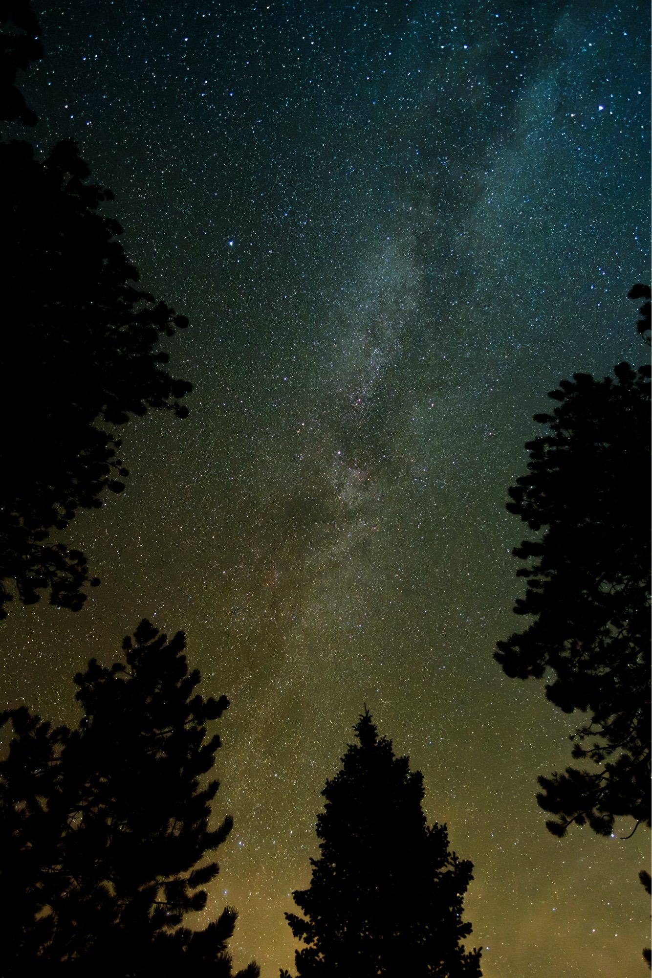 The Milky Way as seen through treetops