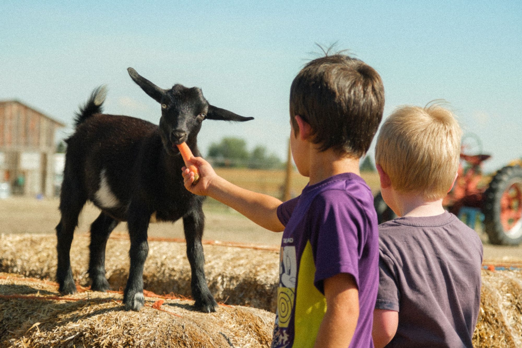 Two kids feed a baby black goat a carrot.