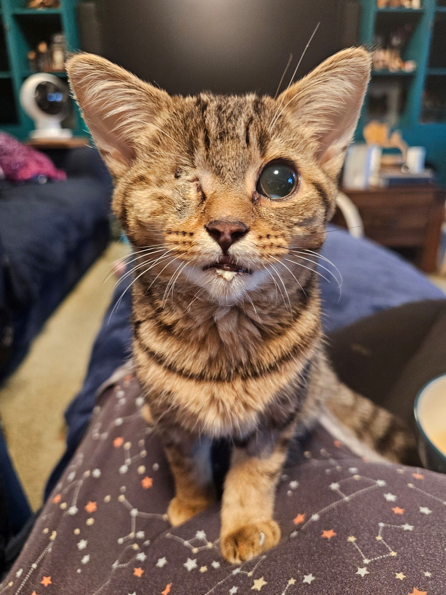 Absurdly adorable one eyed tabby kitten with milk on her chin denies all charges