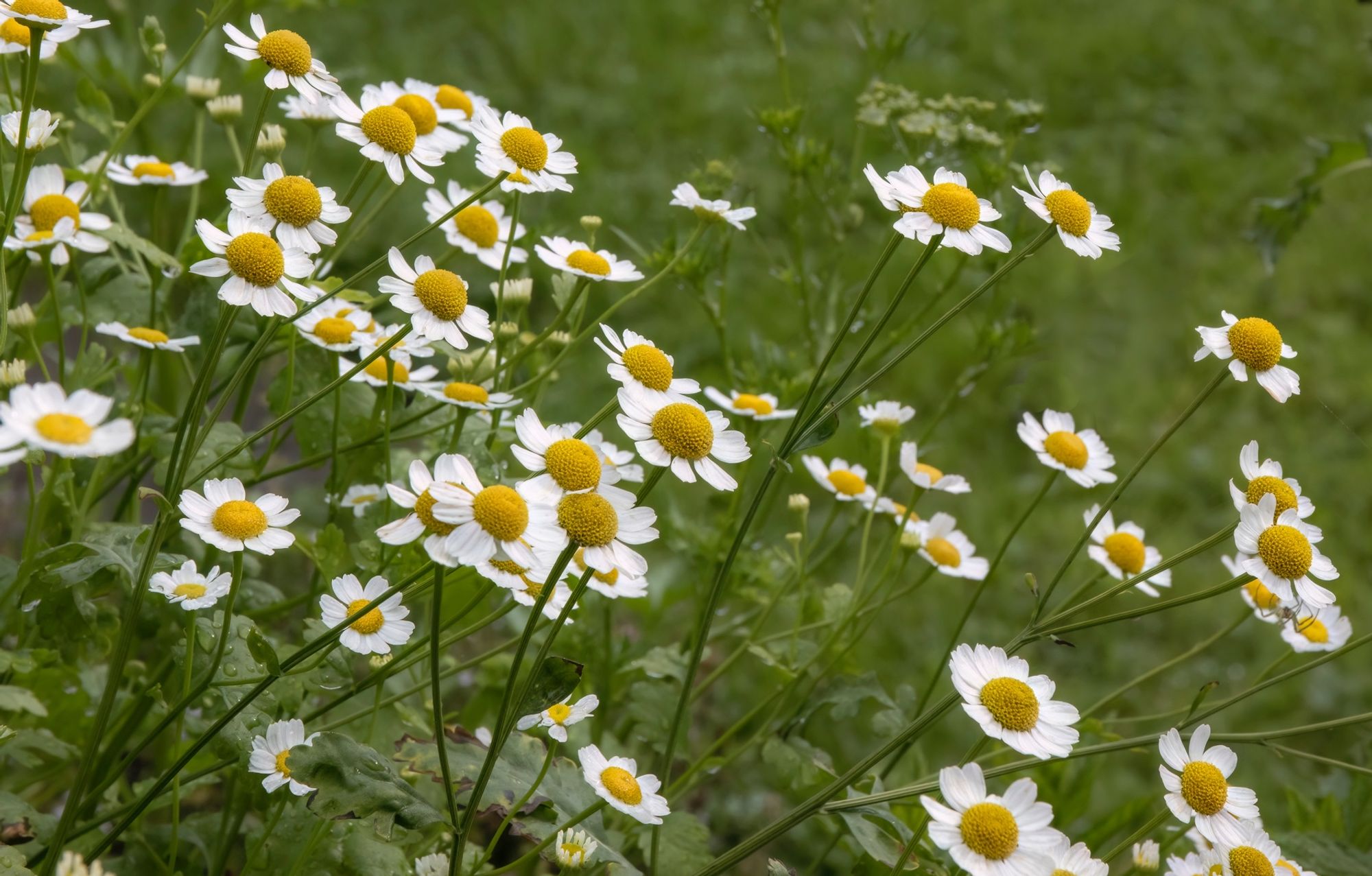 Feverfew flowers flourishing in my herb bed