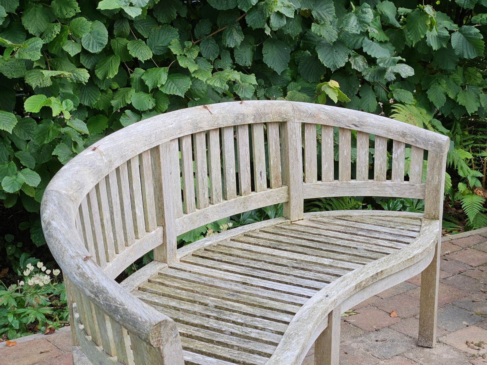 Photo of a grey-white curved garden bench, with 4 big insects visible sitting on the back rail of the bench, all spaced apart. Green hedge in background. No shadows so it was cloudy then.