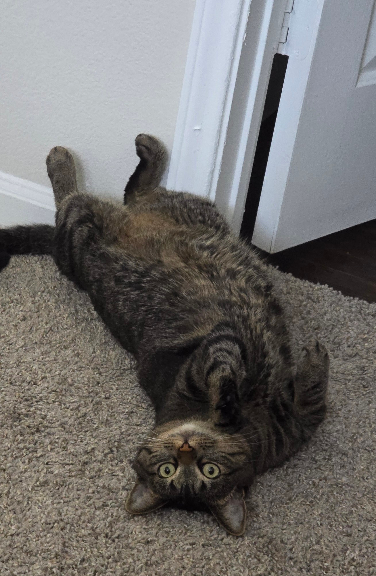 a cat laying upside down looking at the camera